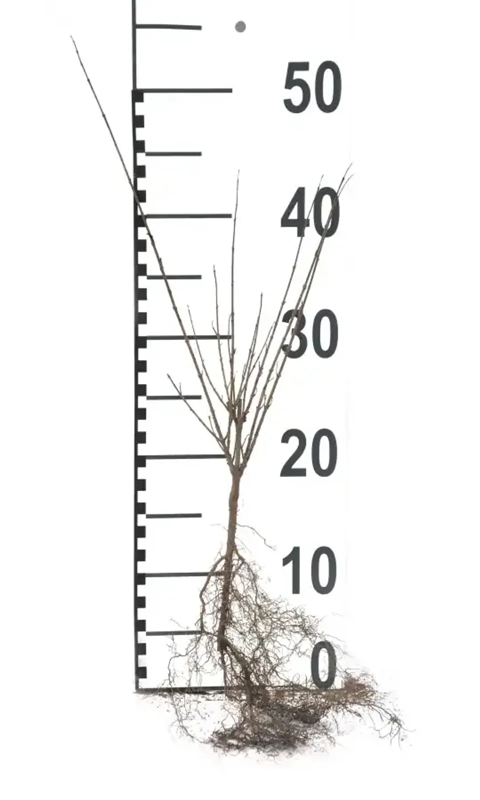 Dvärgliguster, 20-40 cm — detalj 5