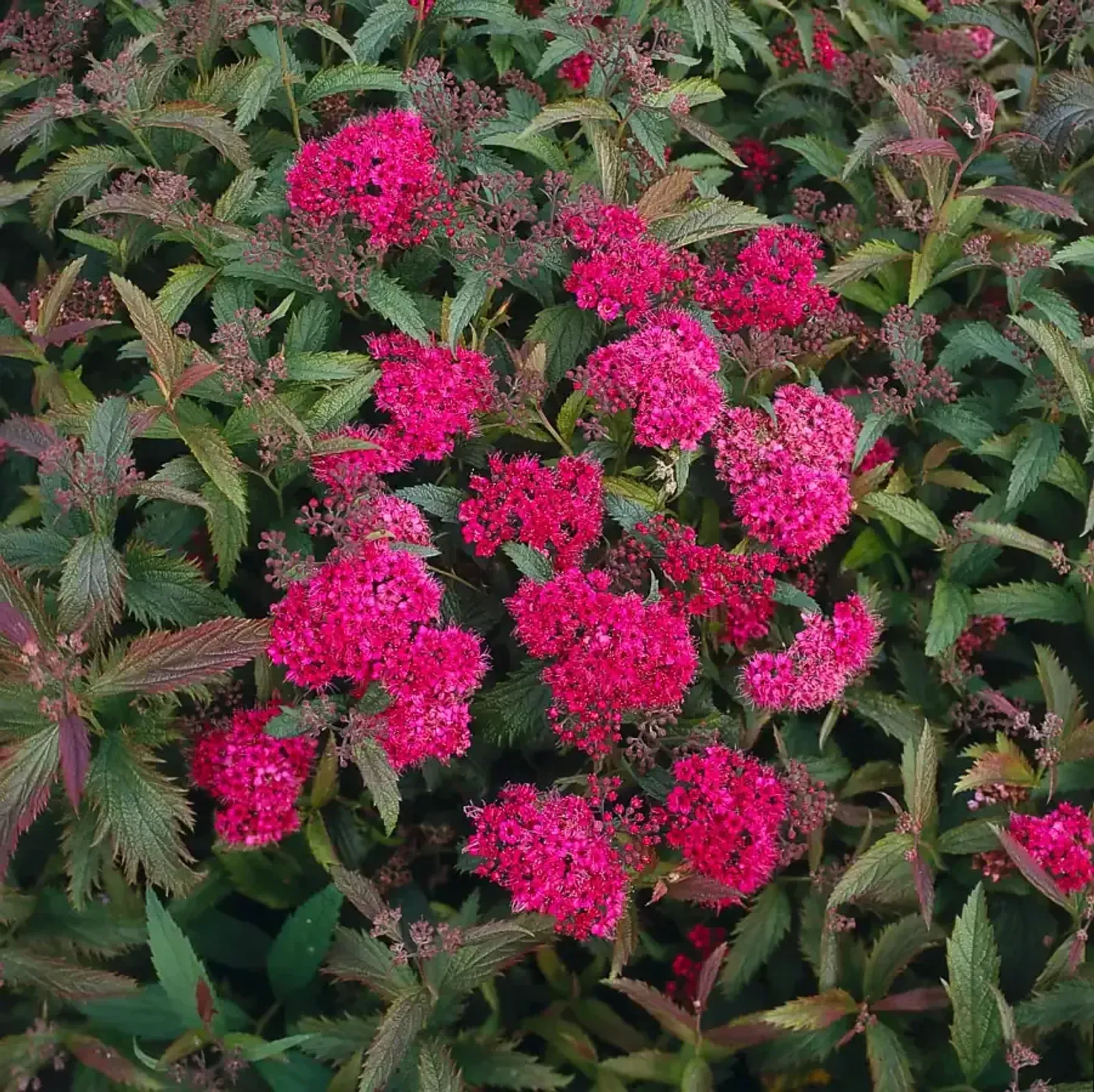 Rosenspirea, 15-30 cm