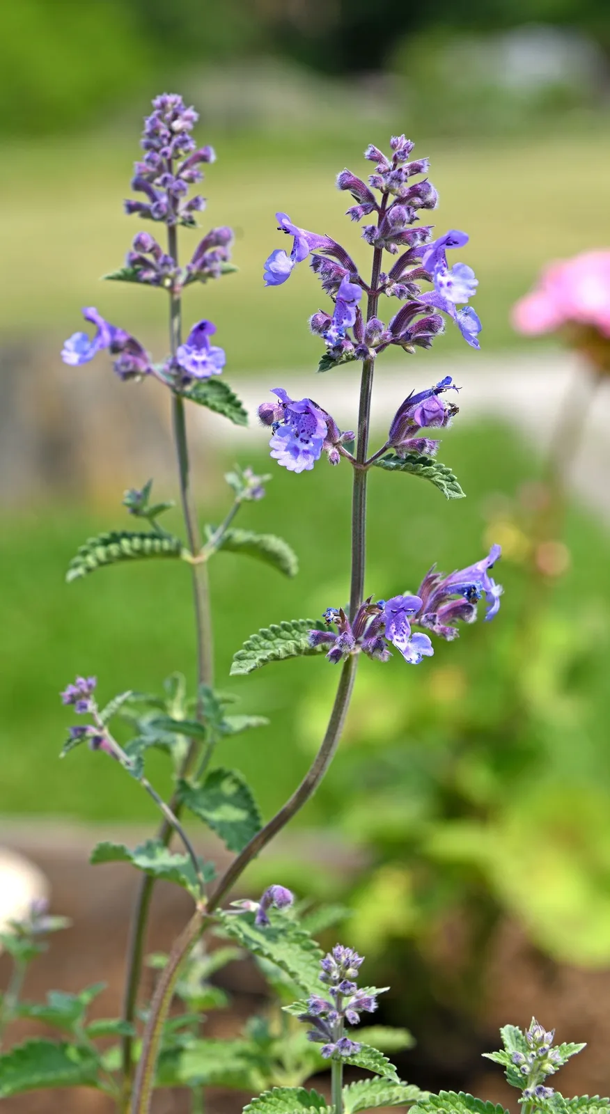Kantnepeta 'Purrsian Blue'PBR - miniatyr 2
