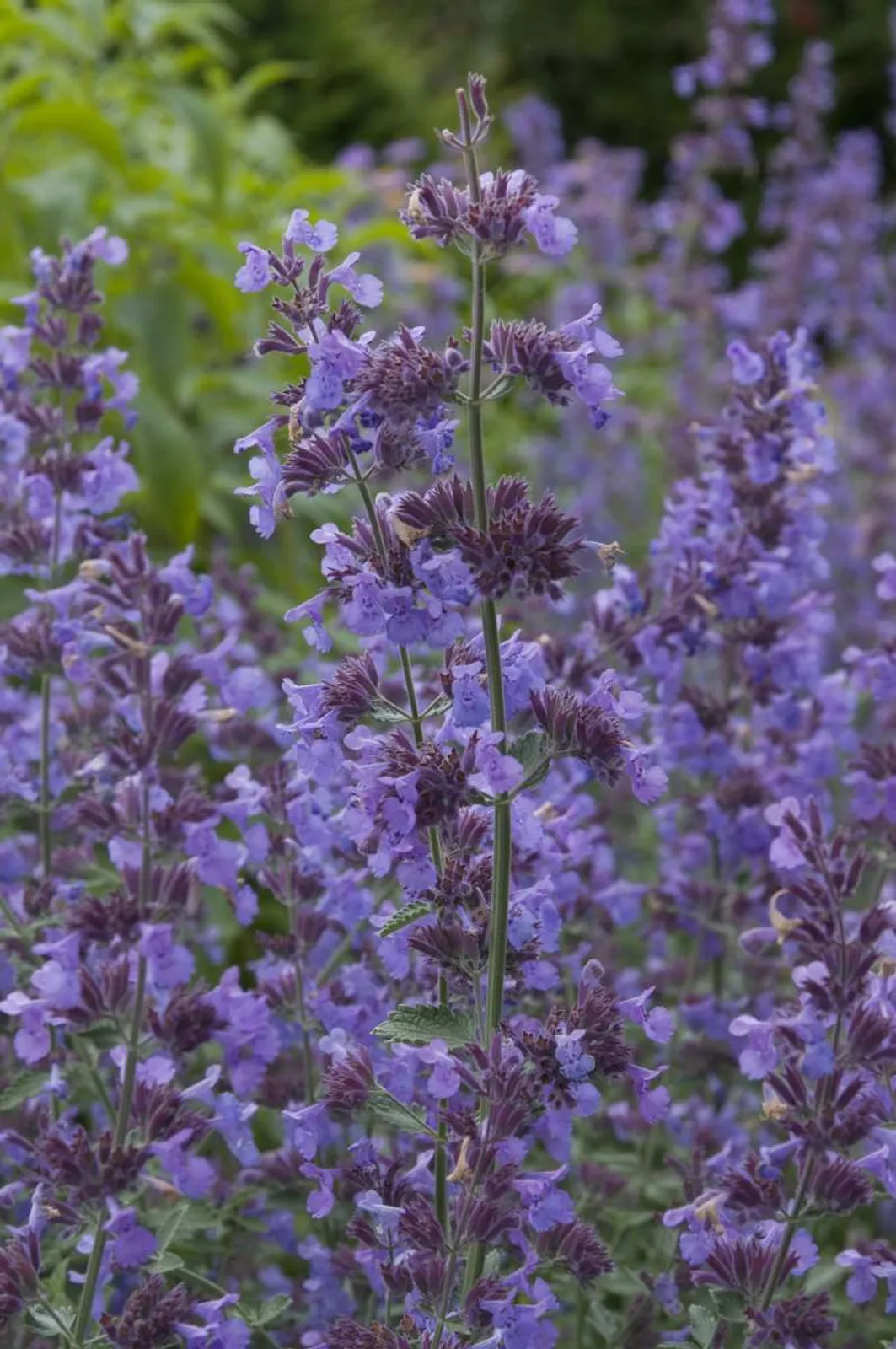 Kantnepeta 'Walker'S Low'