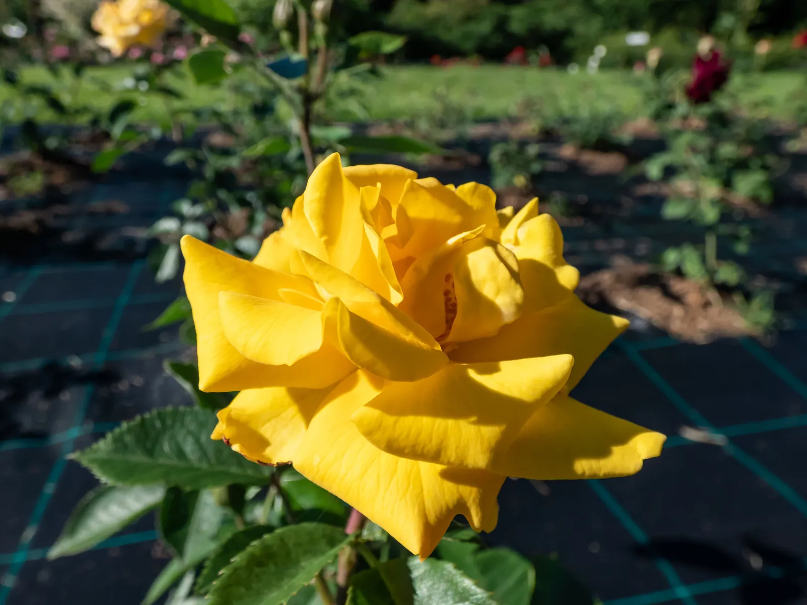 Floribundaros GOLDMARIE ('Korfalt') - miniatyr 2