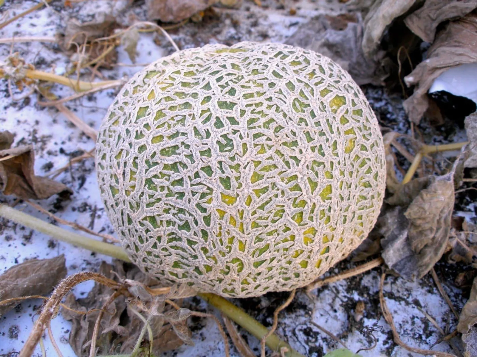 Jenny Lind melon frö med söt melon