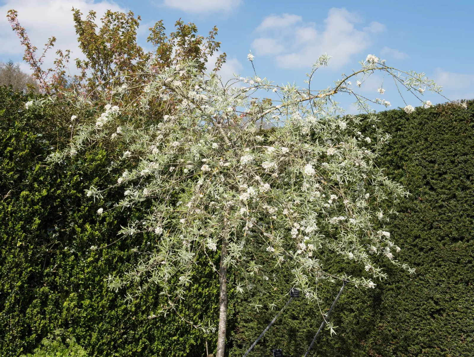 Silverpäron 'Pendula', Sh 100-120 - miniatyr 4