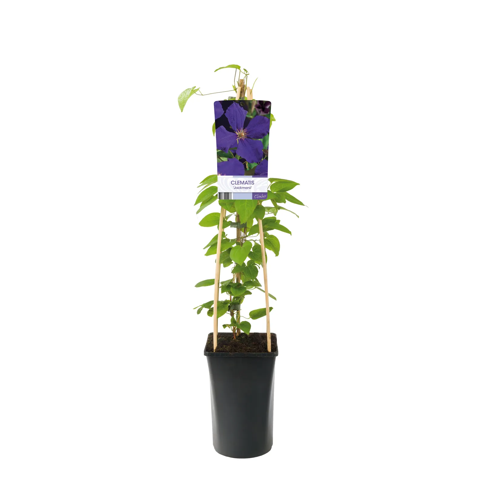 Klematis (Sena Storblommiga Gruppen) 'Jackmanii' - miniatyr 2