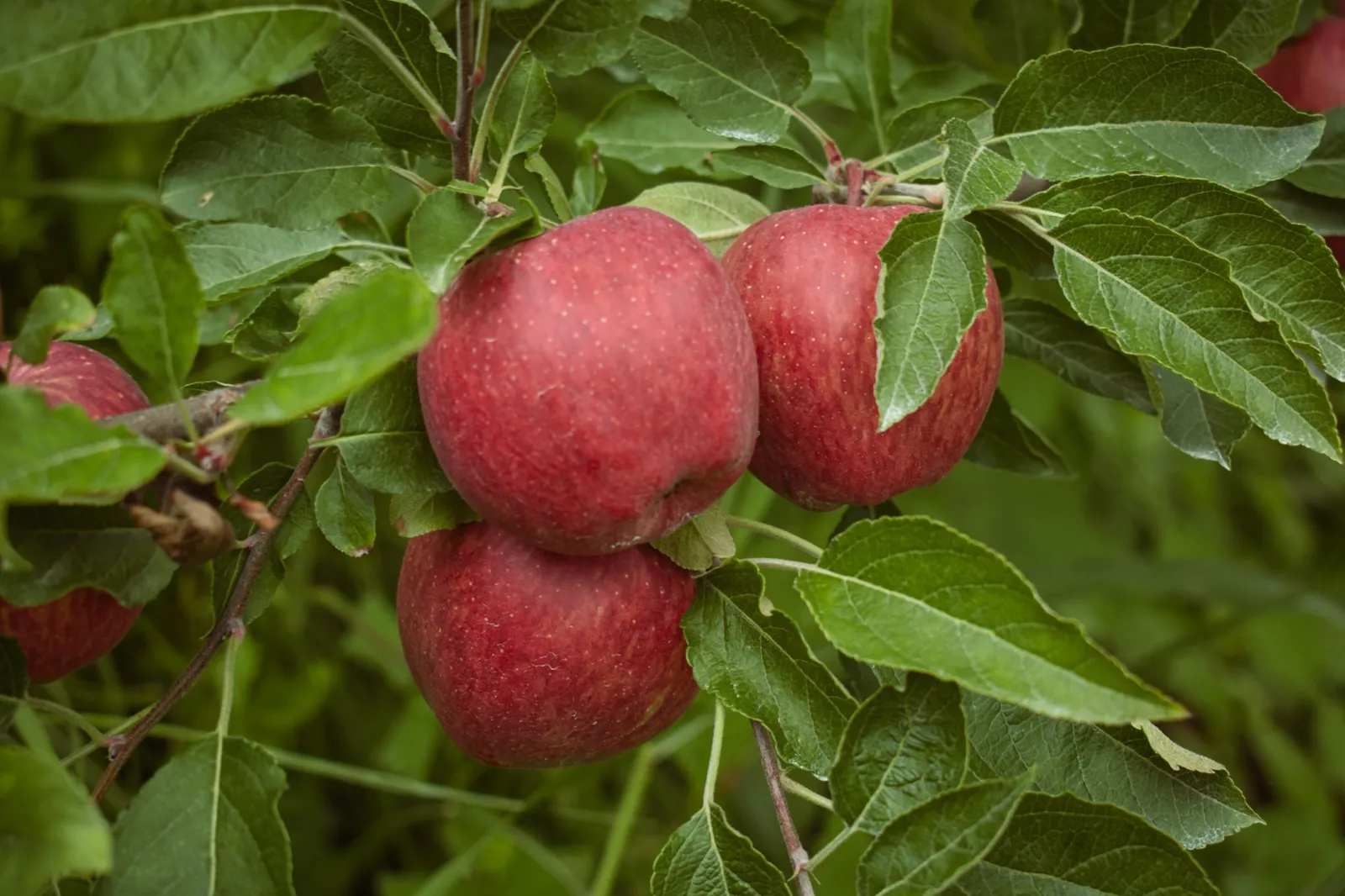 Fruktträd