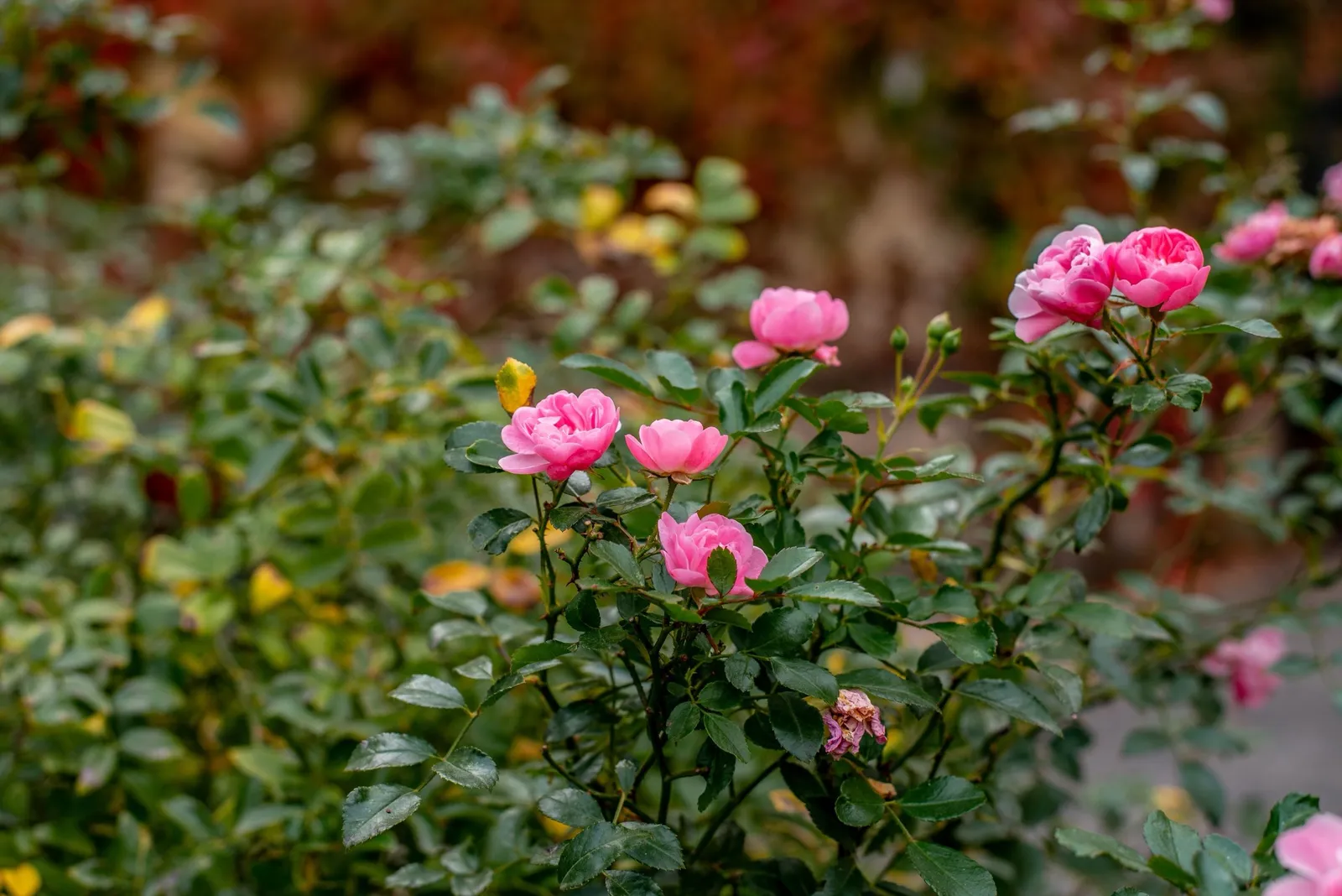 Rugosa-ros 'Pink Grootendorst' - miniatyr 4