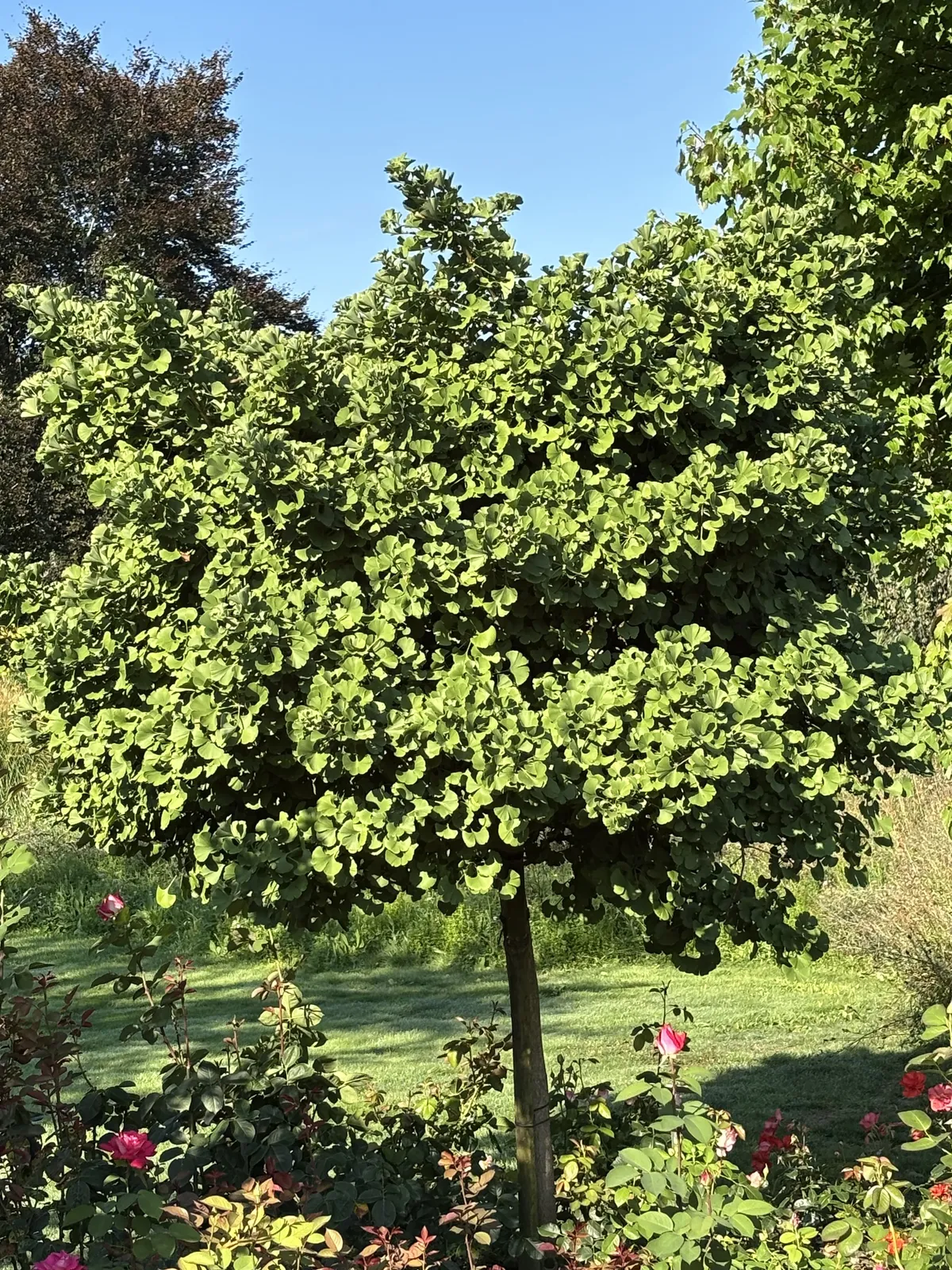 Ginkgo 'Mariken', Sh 80 cm