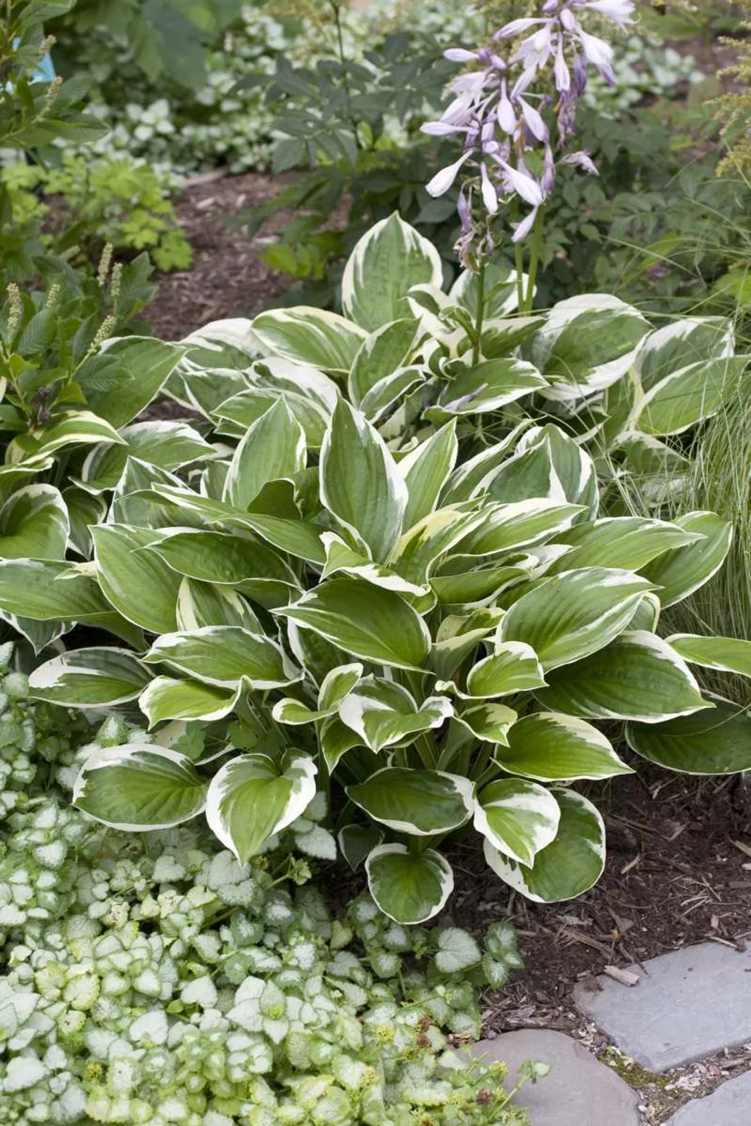 Blomsterfunkia 'Patriot'