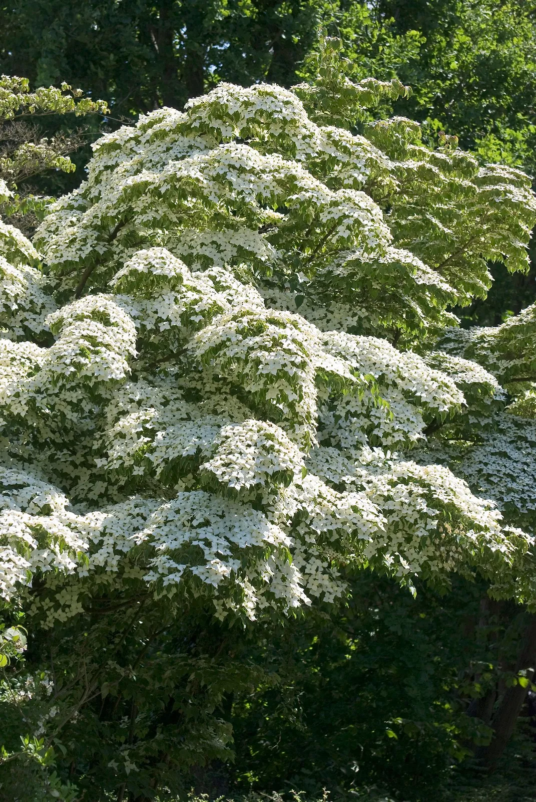 Koreansk blomsterkornell - miniatyr 1
