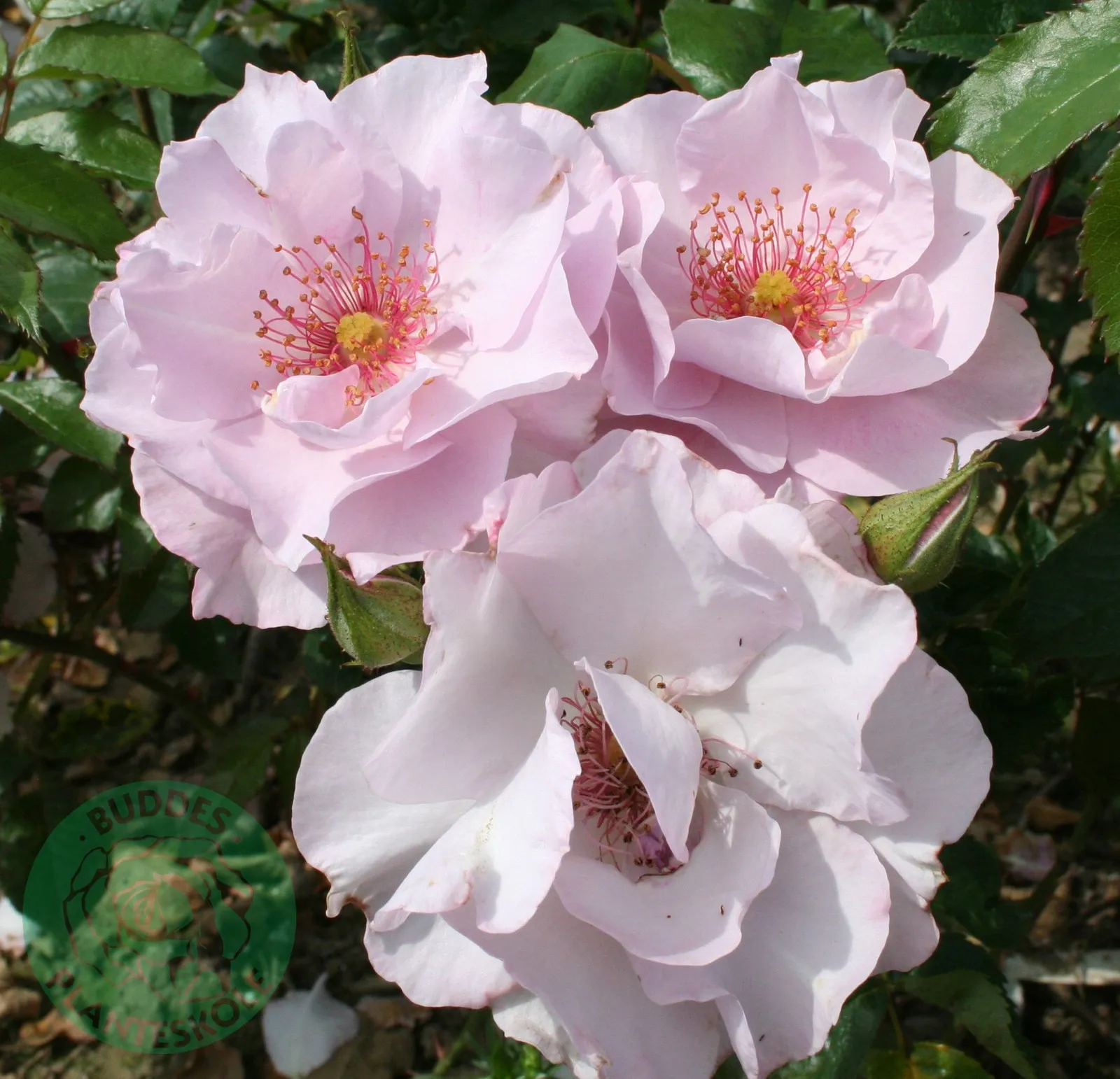 Floribundaros ODYSSEY ('Franski') - miniatyr 2
