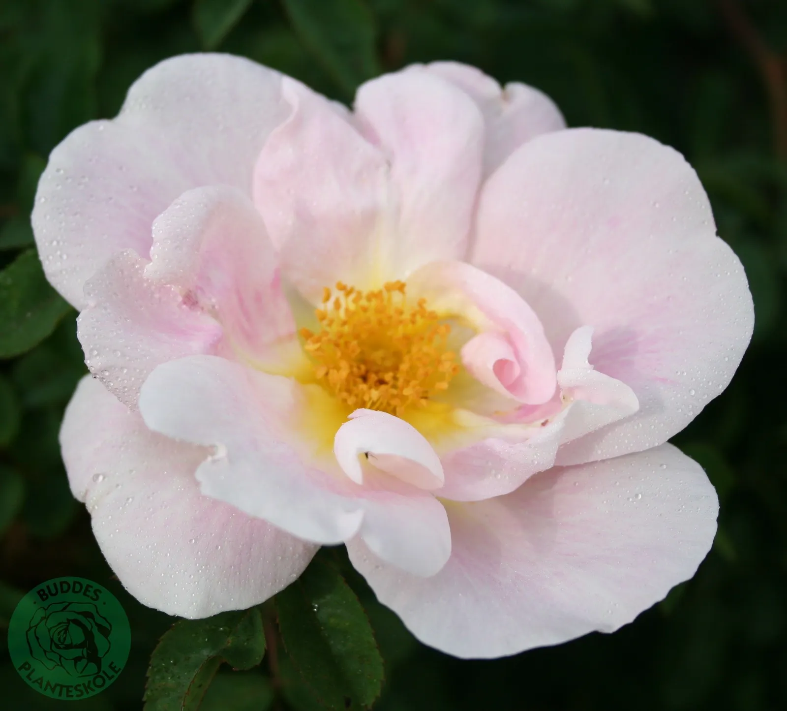 Moyesii-ros 'Nevada'