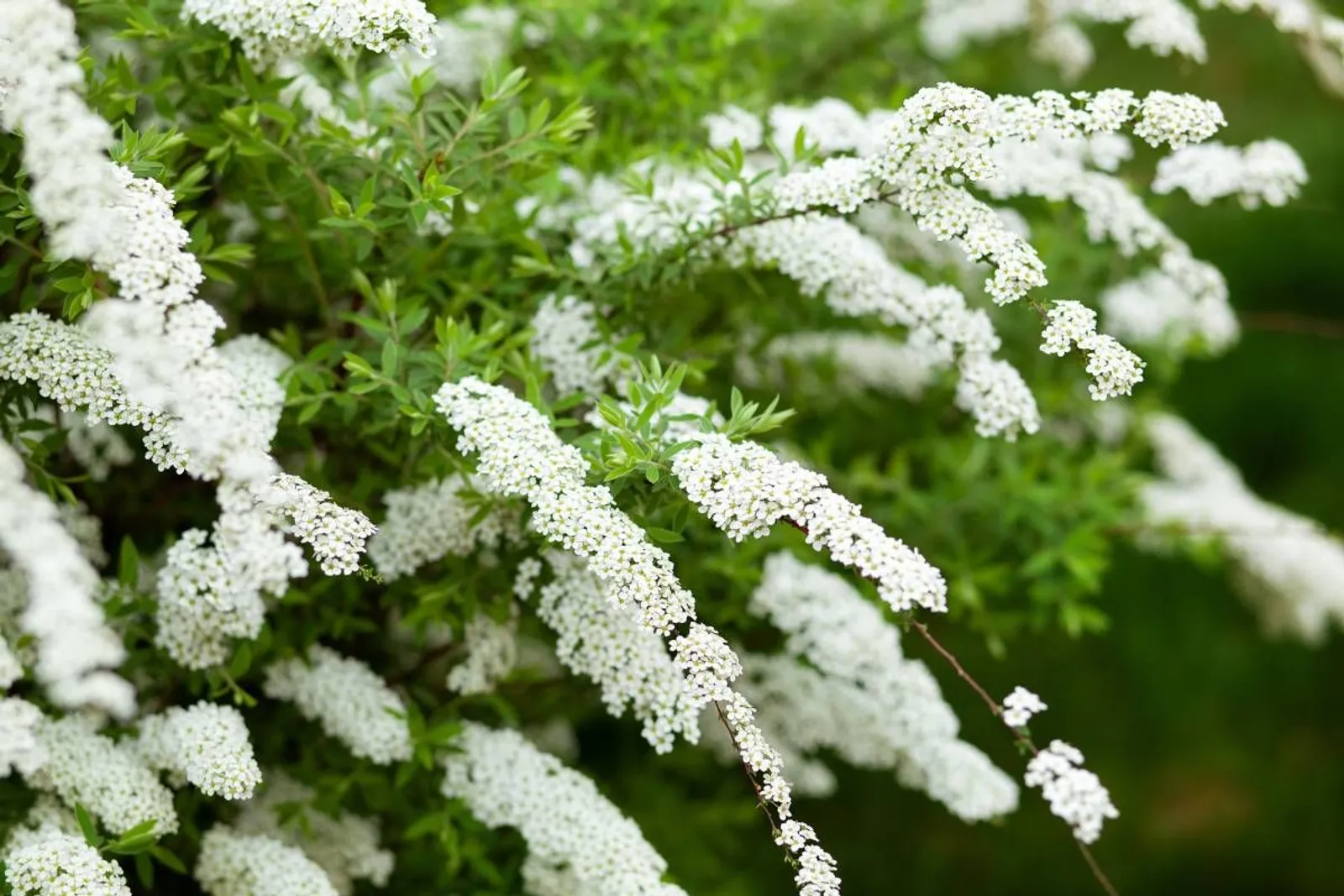 Norskspirea 'Grefsheim', 60-100 cm, Goliat — detalj 2