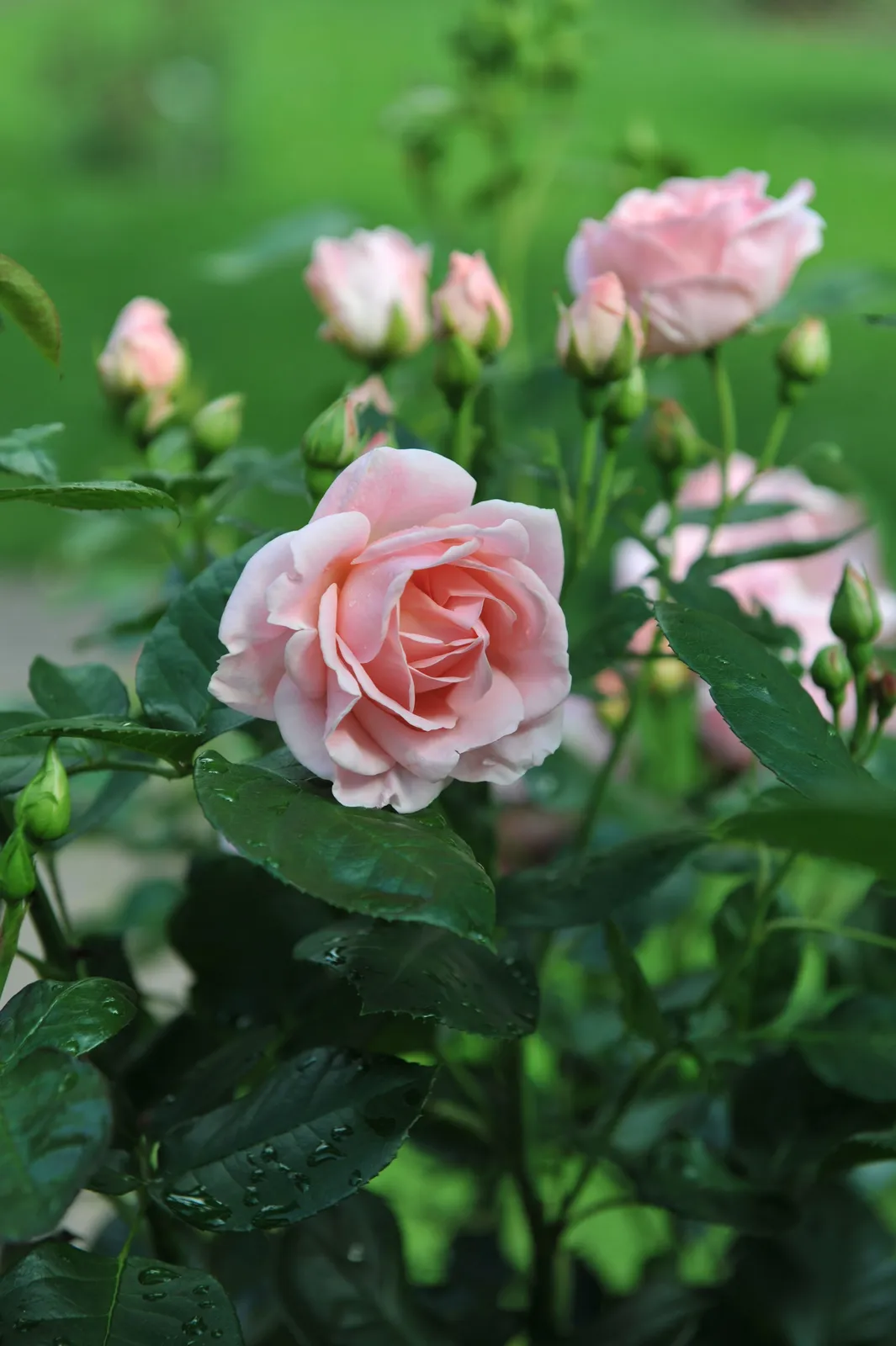 Floribundaros ASTRID LINDGREN® ('Pouluf') - miniatyr 2