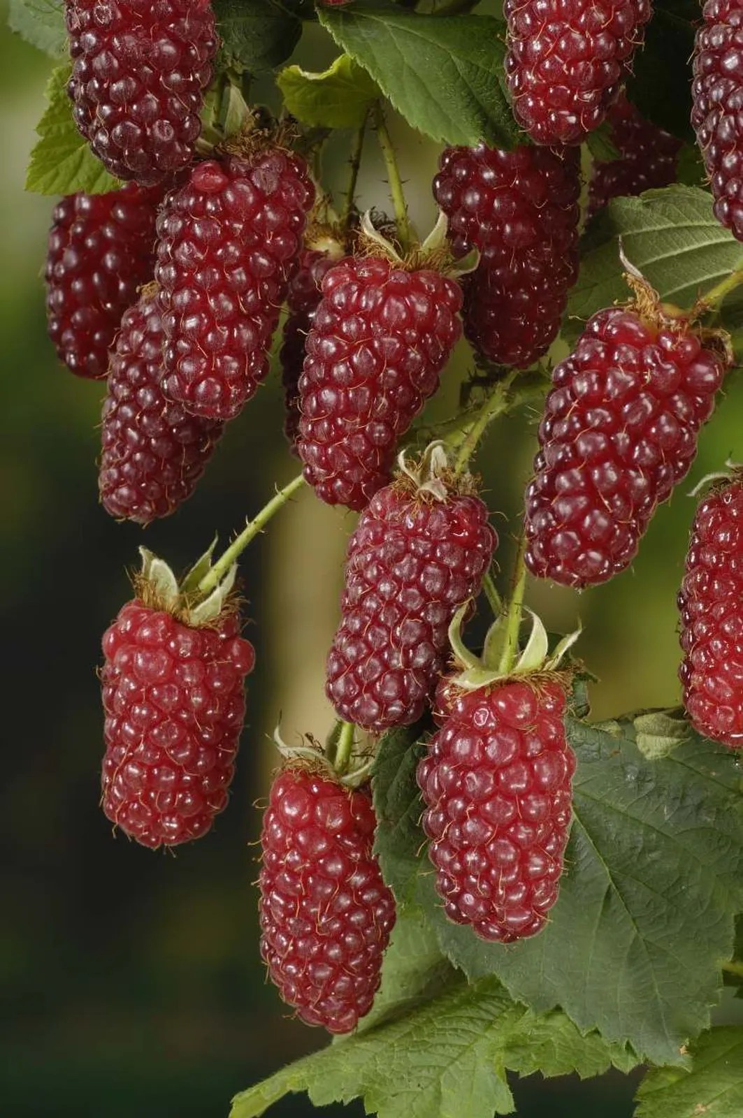 Björnbärshallon "Tayberry"