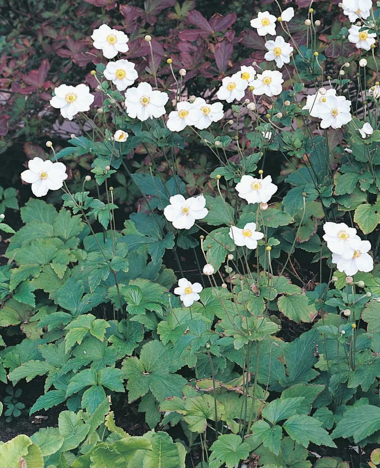 Höstanemon 'Honorine Jobert'