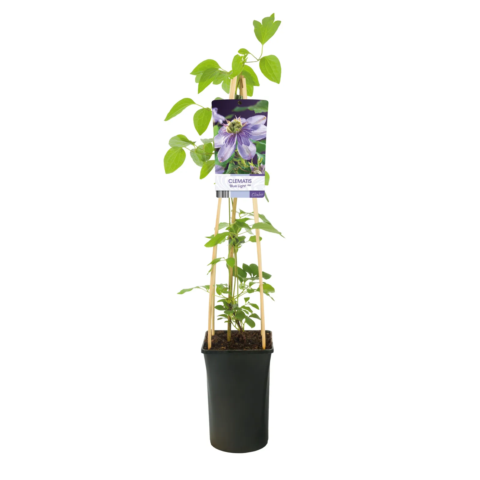 Klematis (Tidiga Storblommiga Gruppen) 'Blue Light'PBR, syn. patens-klematis 'Blue Light' - miniatyr 2