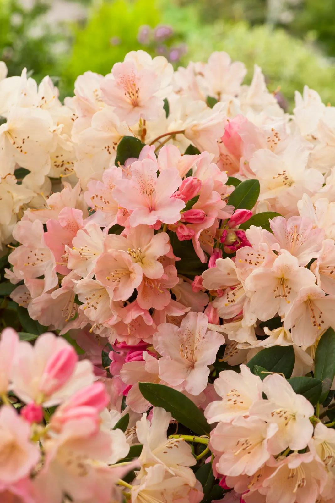 Yakushimanum-rododendron 'Percy Wiseman', 25-30 cm - miniatyr 2