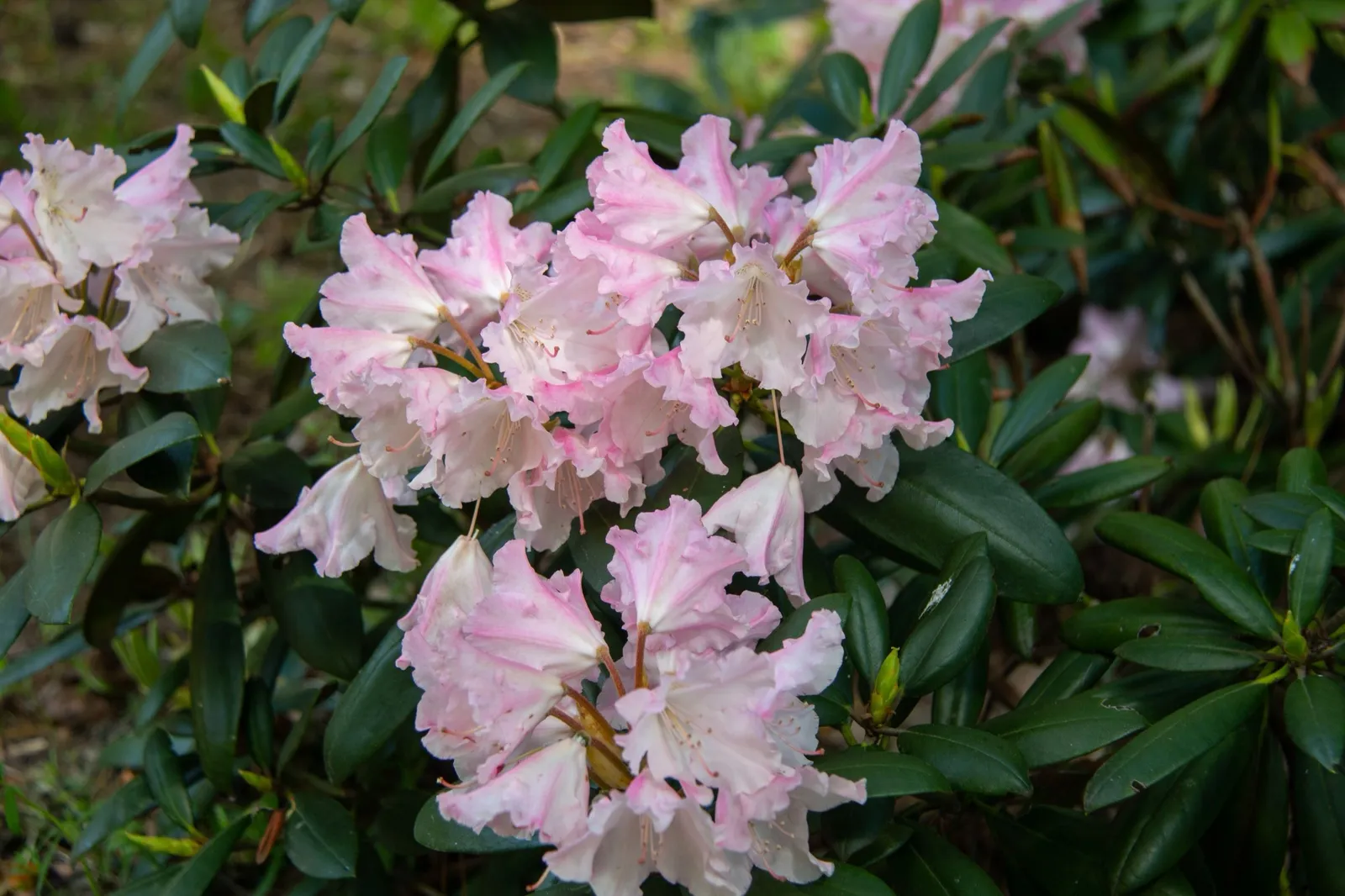 Yakushimanum-rododendron 'Silberwolke', 25-30 cm - miniatyr 4