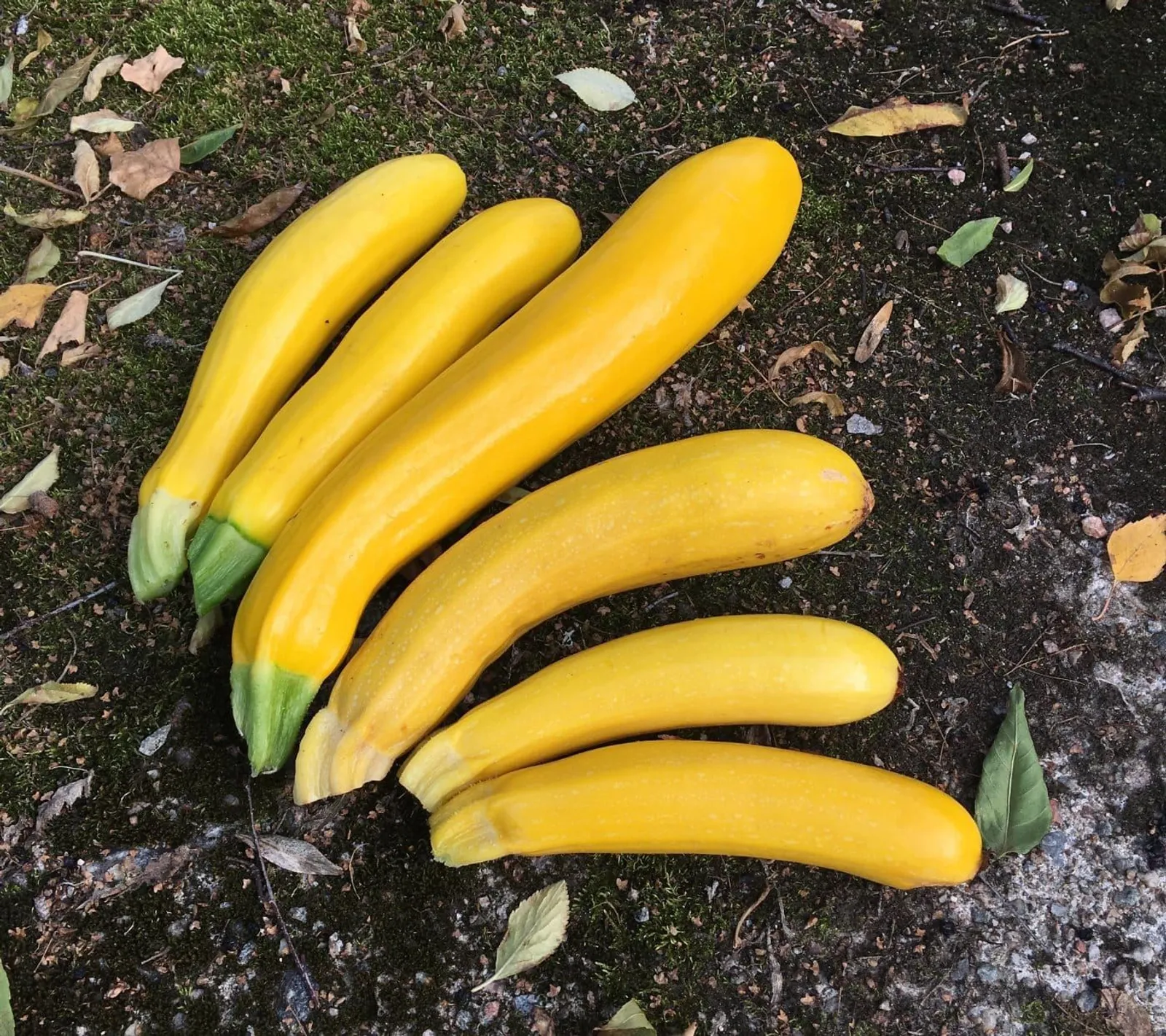 Sommarsquash 'Gold Rush', ekofrö