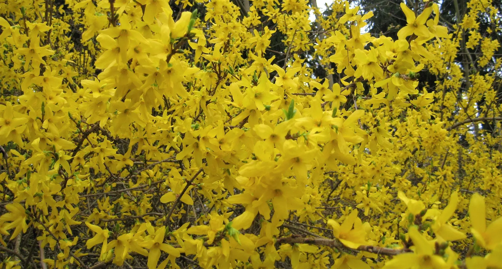 Hybridforsythia 'Lynwood' - miniatyr 3