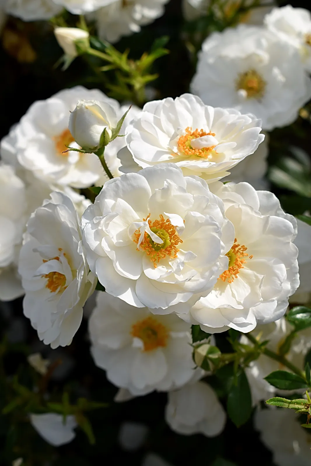 Modern buskros DIAMOND BORDER® ('Pouldiram') - miniatyr 2