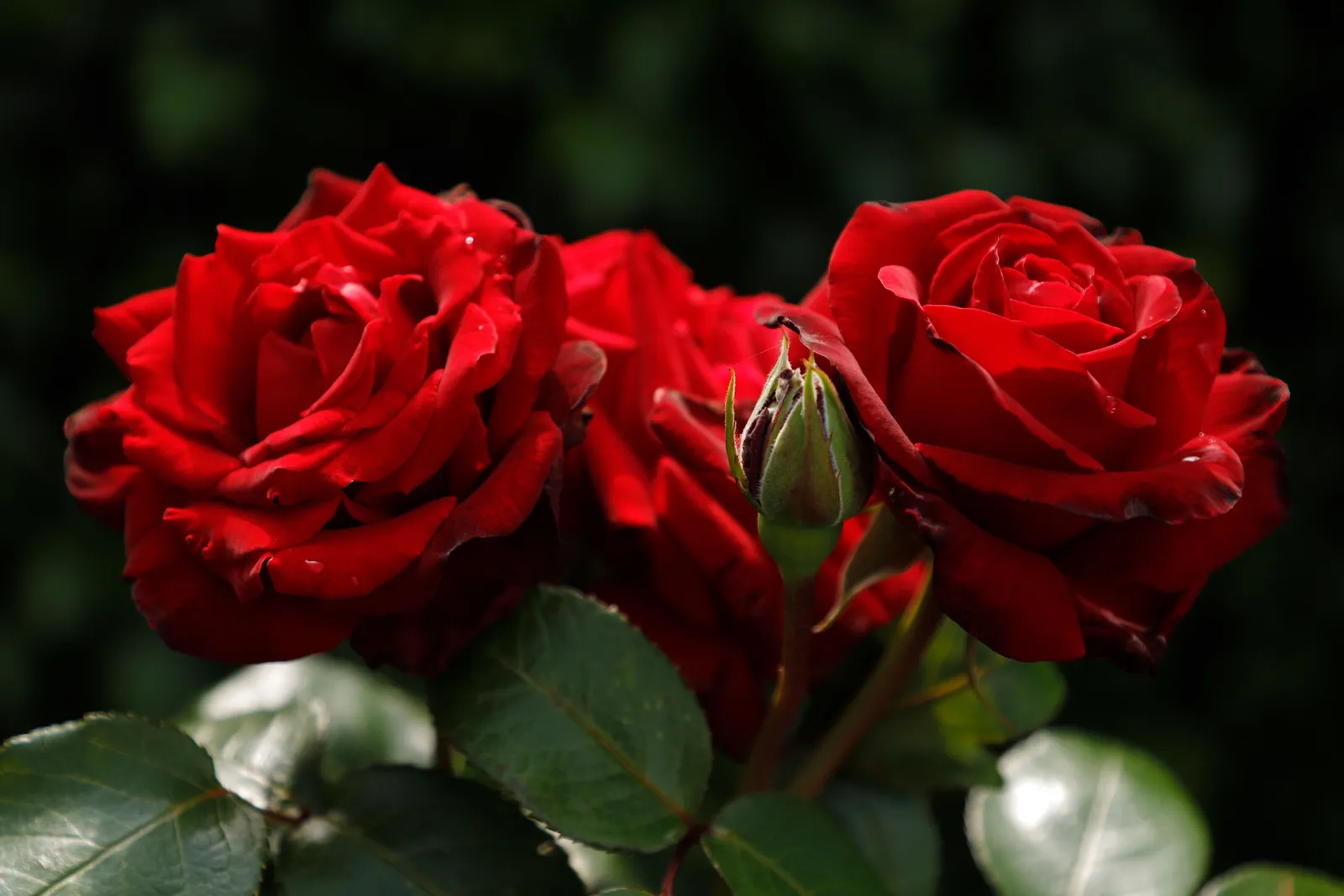 Tehybridros INGRID BERGMAN® ('Poulman') - miniatyr 5