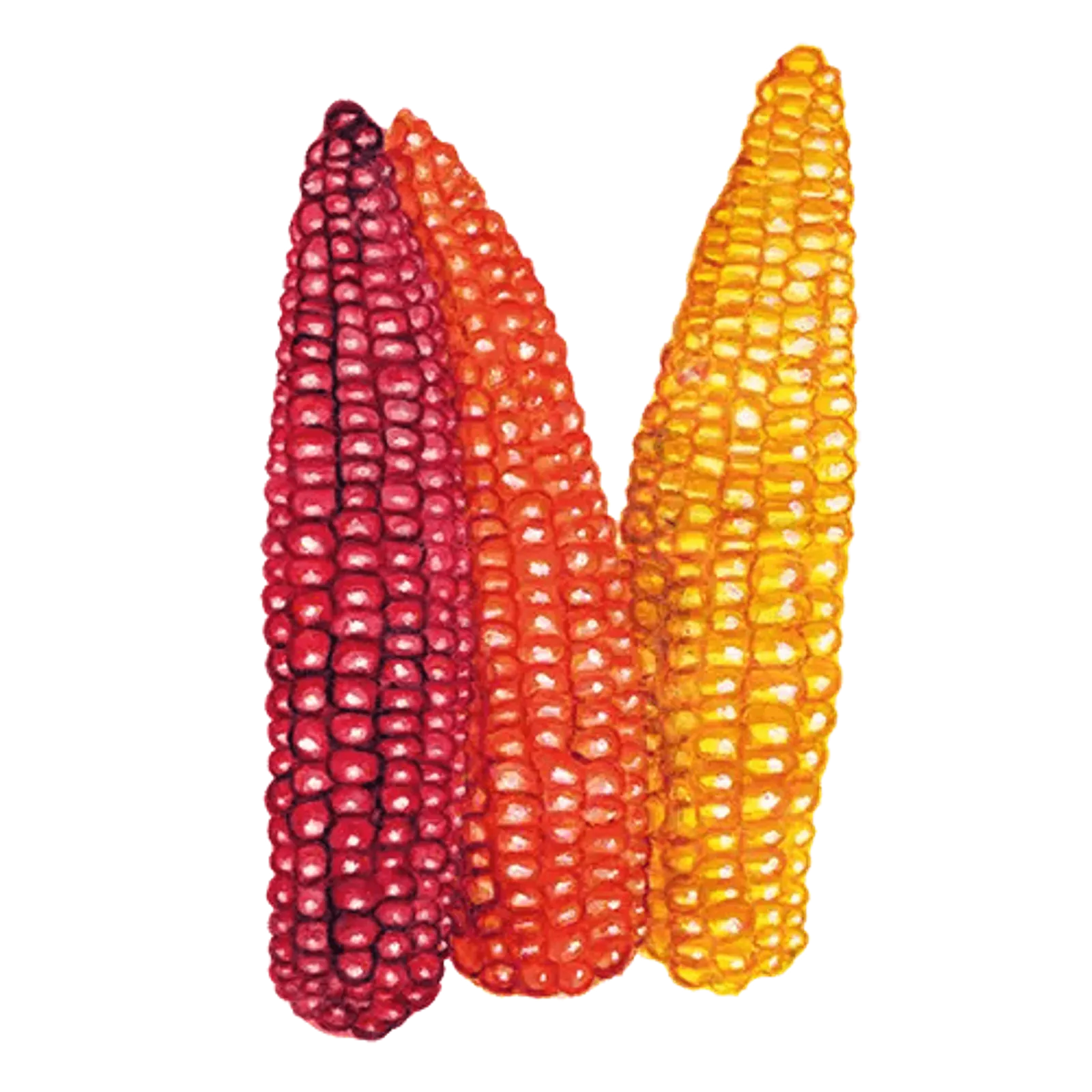 Mjölmajs 'Cascade Ruby Gold', Frö