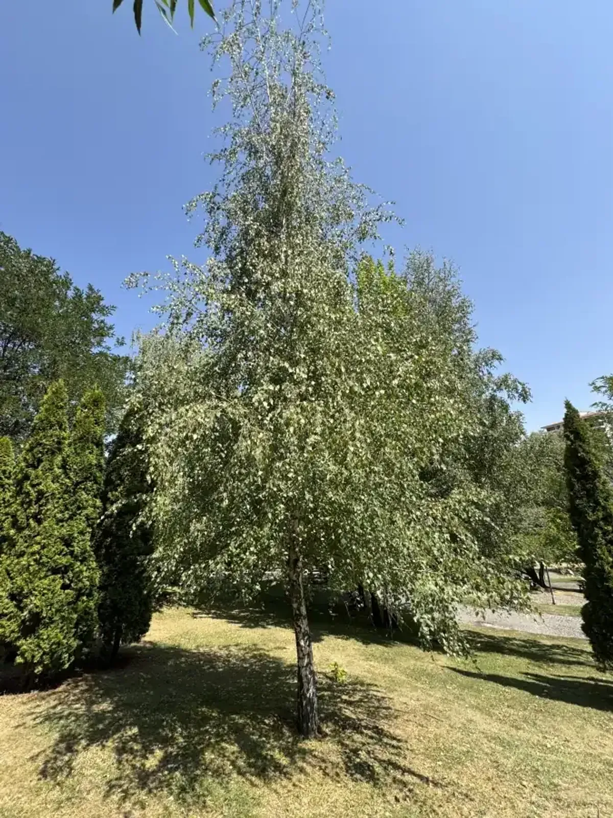 Vårtbjörk, Högstammat träd — detalj 2