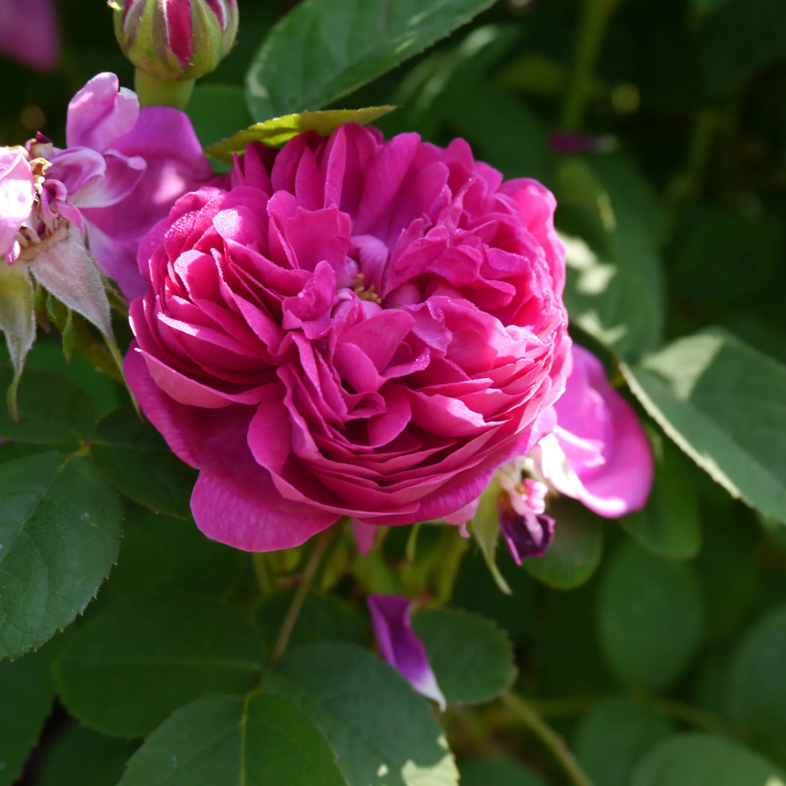 Höstdamascenerros 'Rose de Rescht' - miniatyr 3