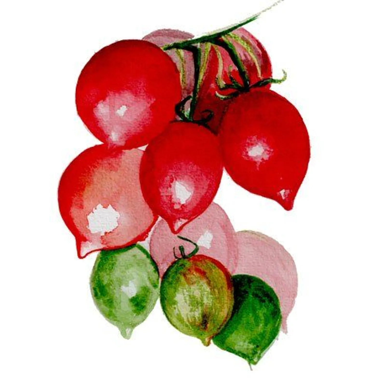 Vintertomat 'Kenneth's Piennolo', Frö