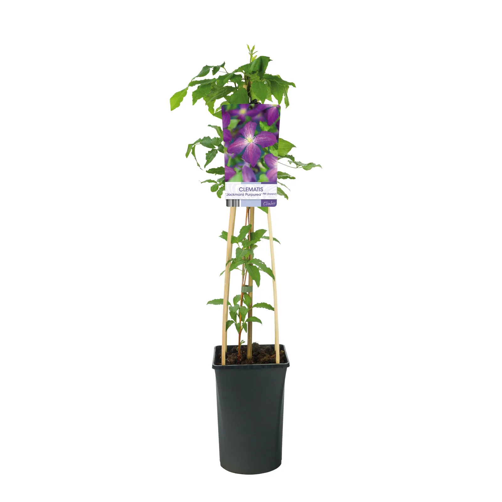 Klematis (Tidiga Storblommiga Gruppen) JACKMANII PURPUREA ('Zojapur'PBR) - miniatyr 2