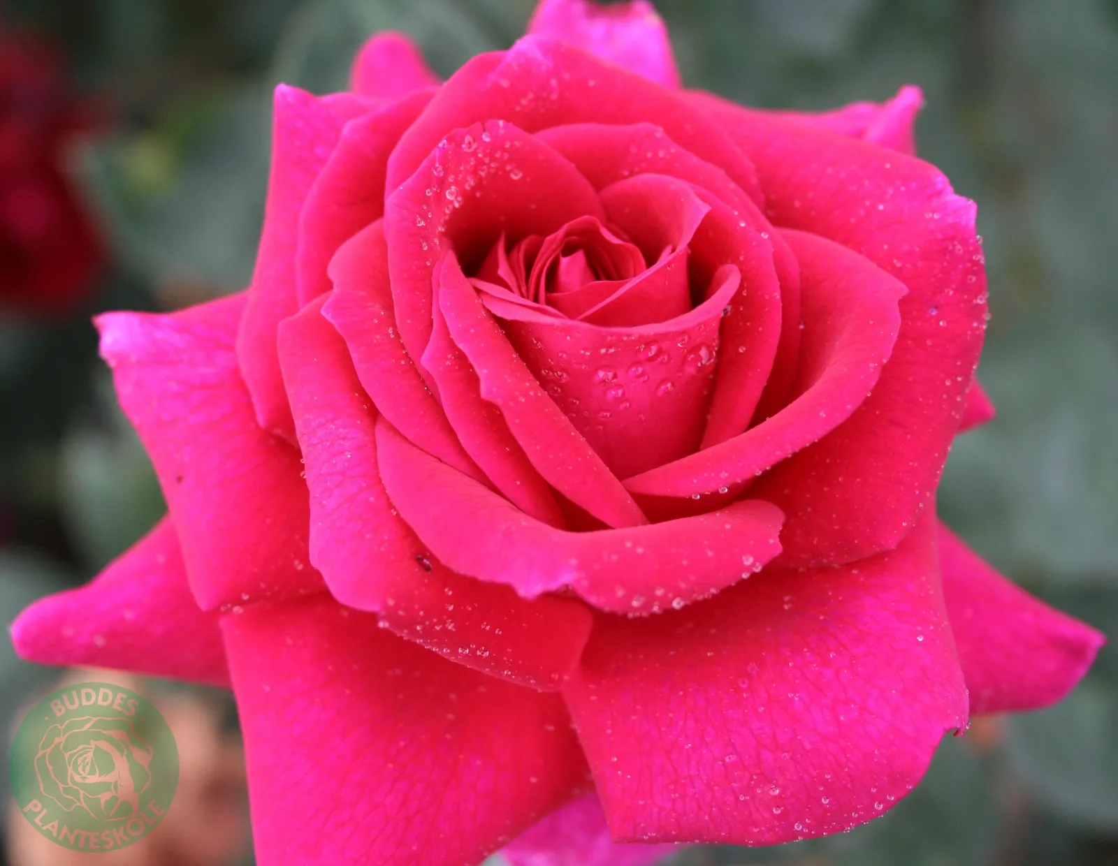 Storblommiga rosor