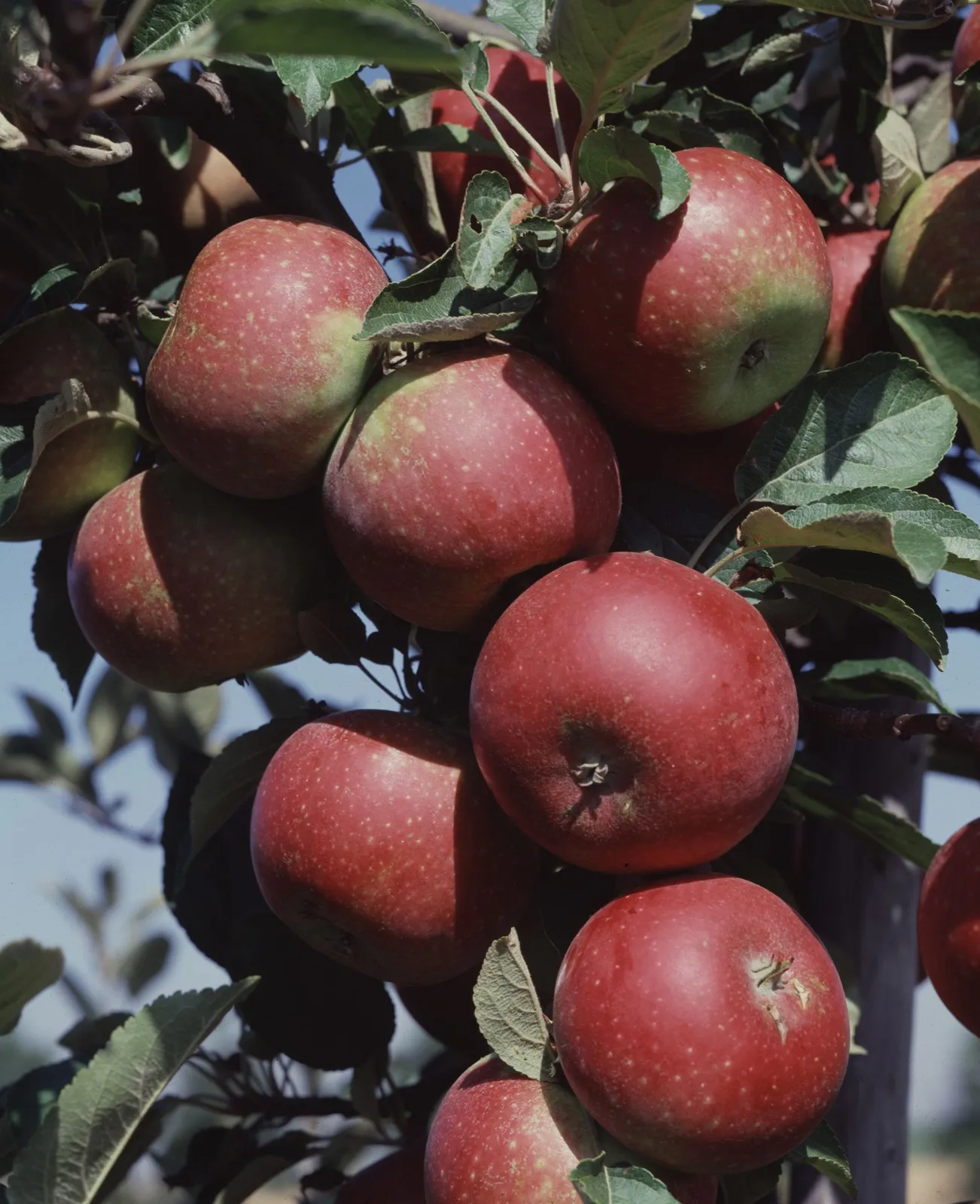 Äpple 'Ingrid Marie' E, svagväxande, B9