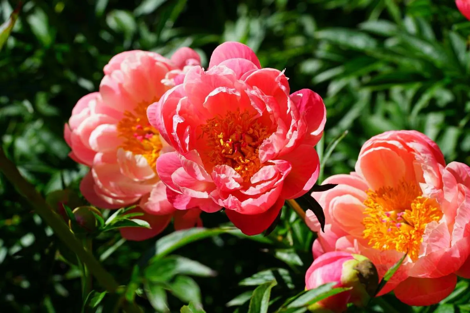 Luktpion 'Coral Charm'