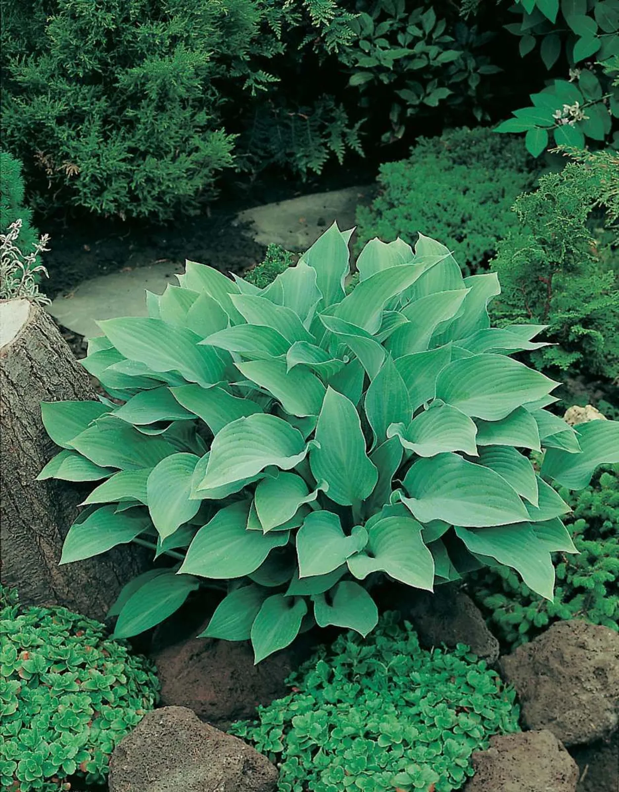 Funkia 'Krossa Regal'