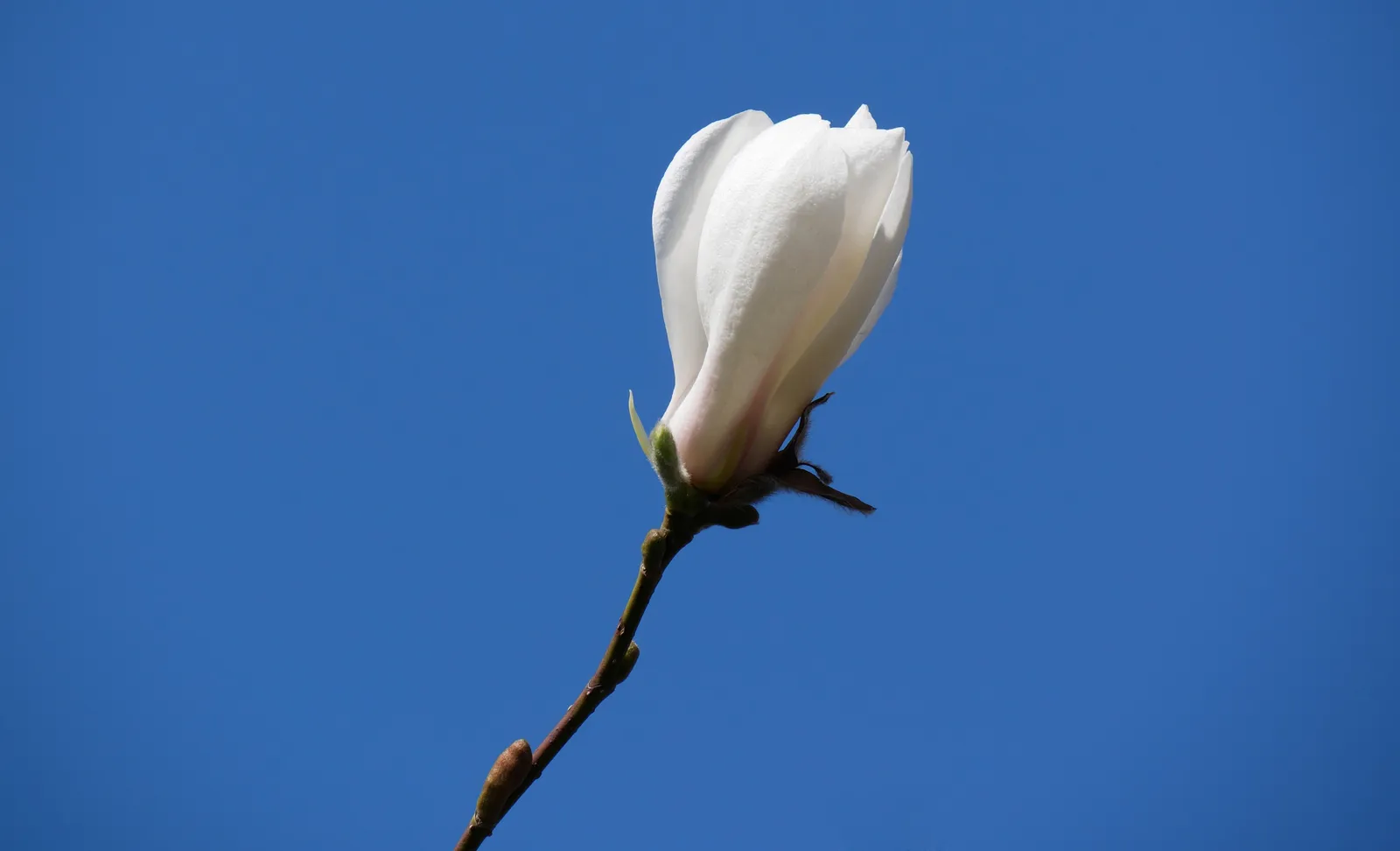 Japansk magnolia - miniatyr 7