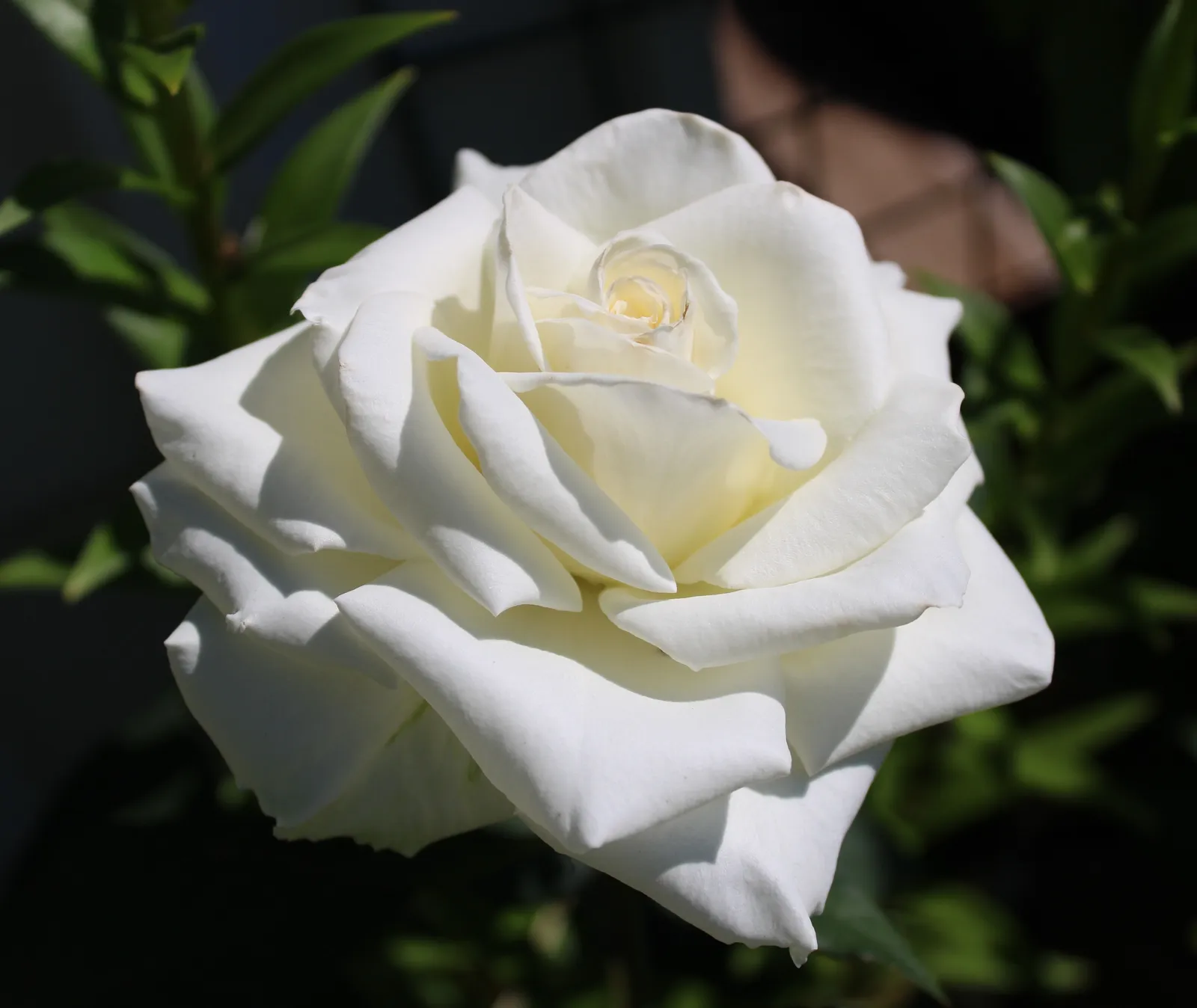 Tehybridros PASCALI ('Lenip')