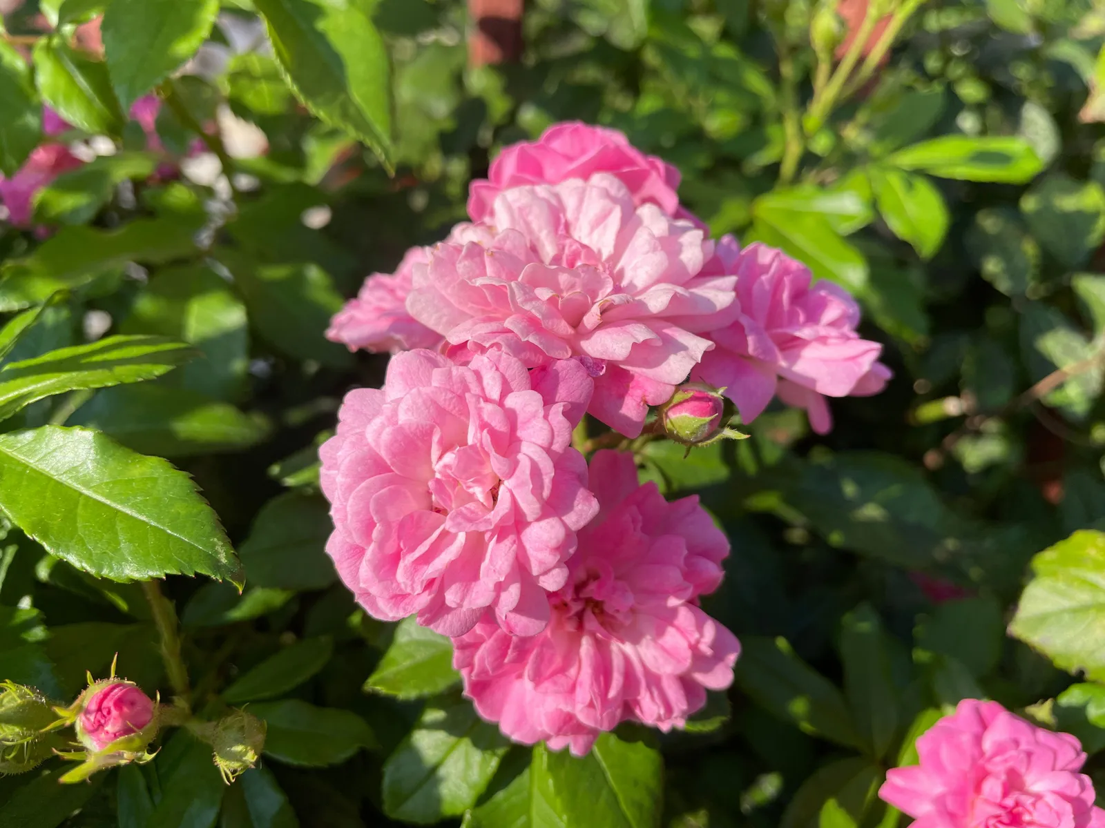 Rugosa-ros 'Pink Grootendorst' - miniatyr 5