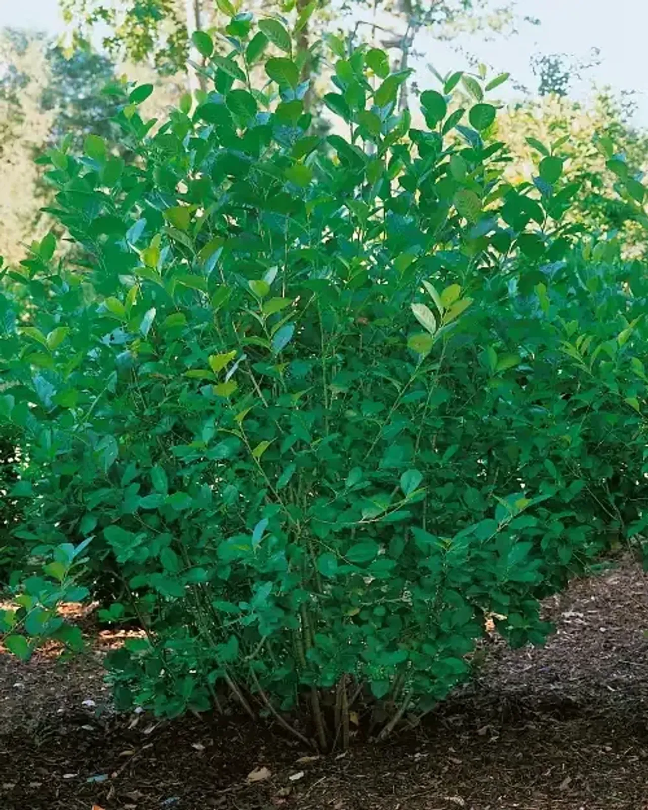 Slånaronia 'Elata', 30-50 cm