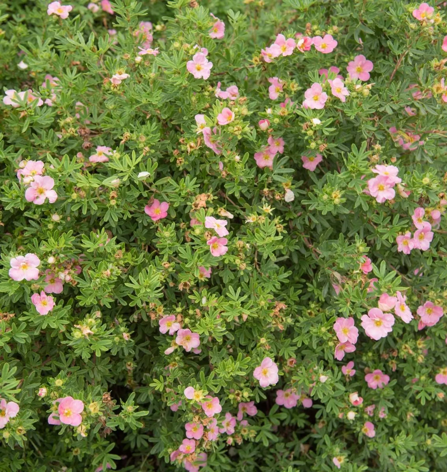 Trädgårdstok 'Pink Beauty'PBR (syn. tok 'Lovely Pink'), 15-30 cm
