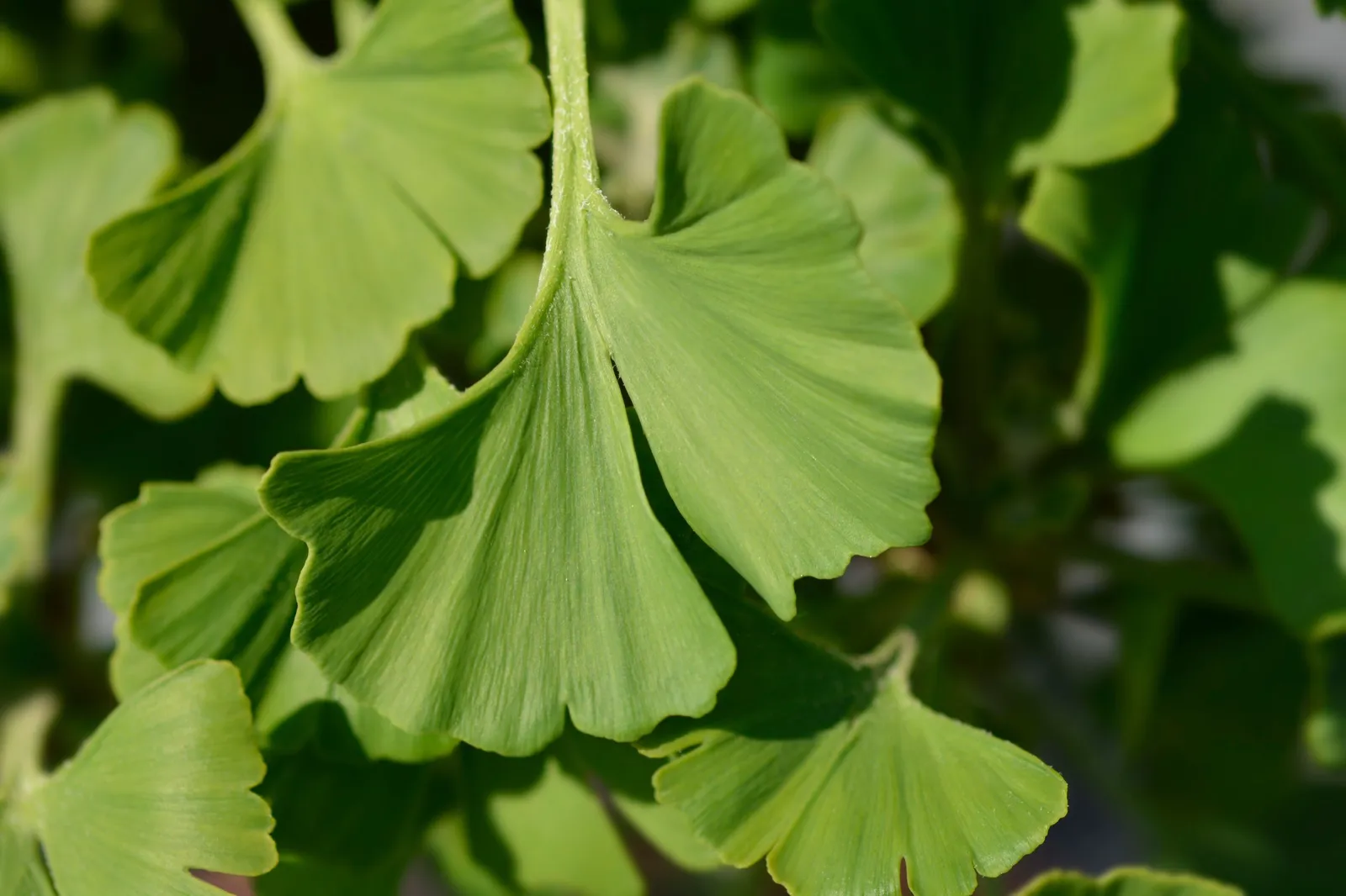 Ginkgo 'Mariken', Sh 80 cm - miniatyr 2