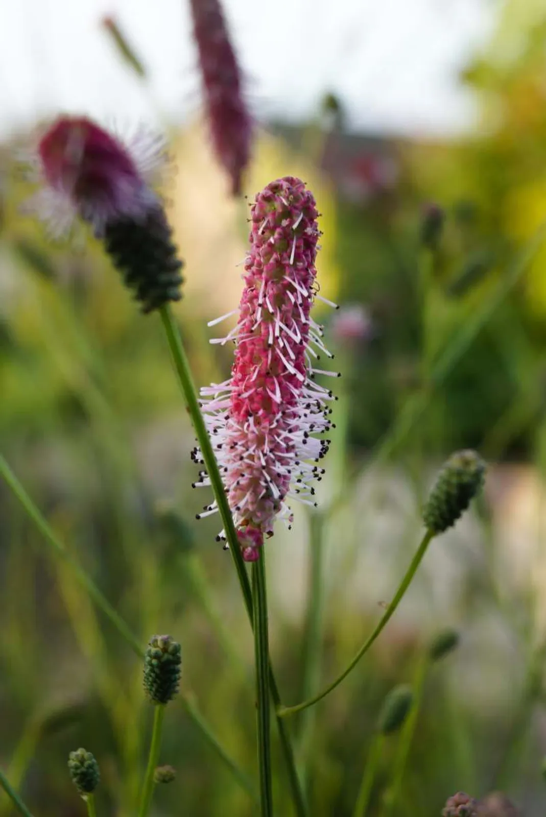 Blodtopp 'Pink Tanna'