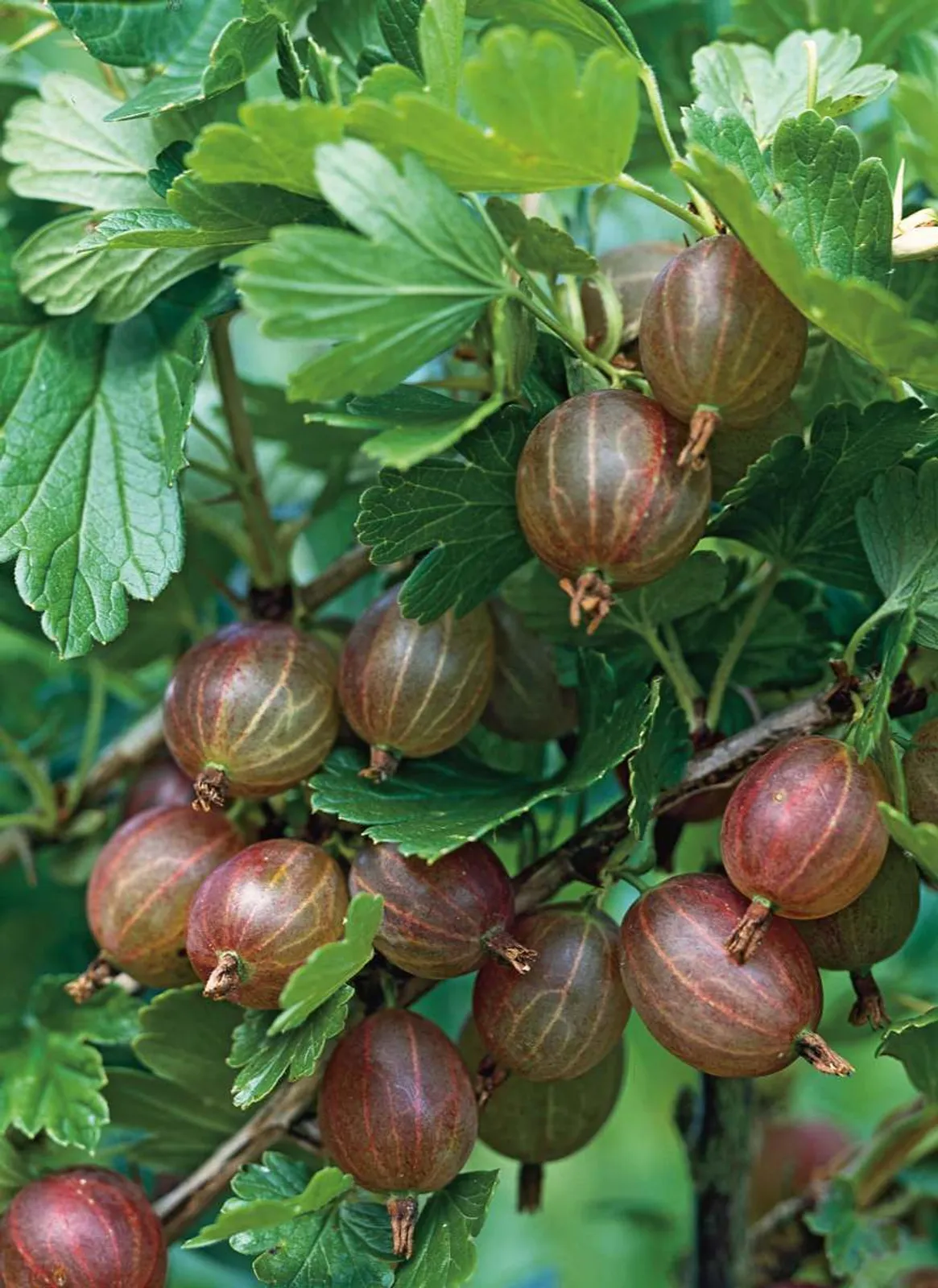 Krusbär "Hinnonmäki Röd"