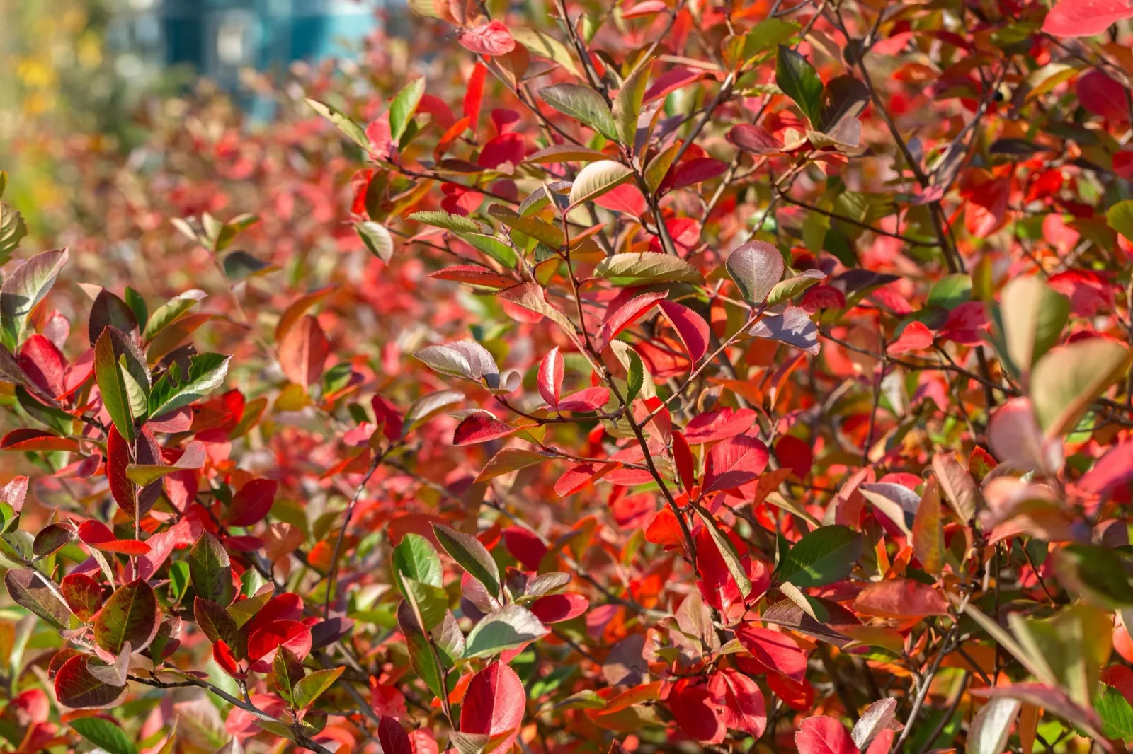 Svartaronia 'Hugin' E - miniatyr 5