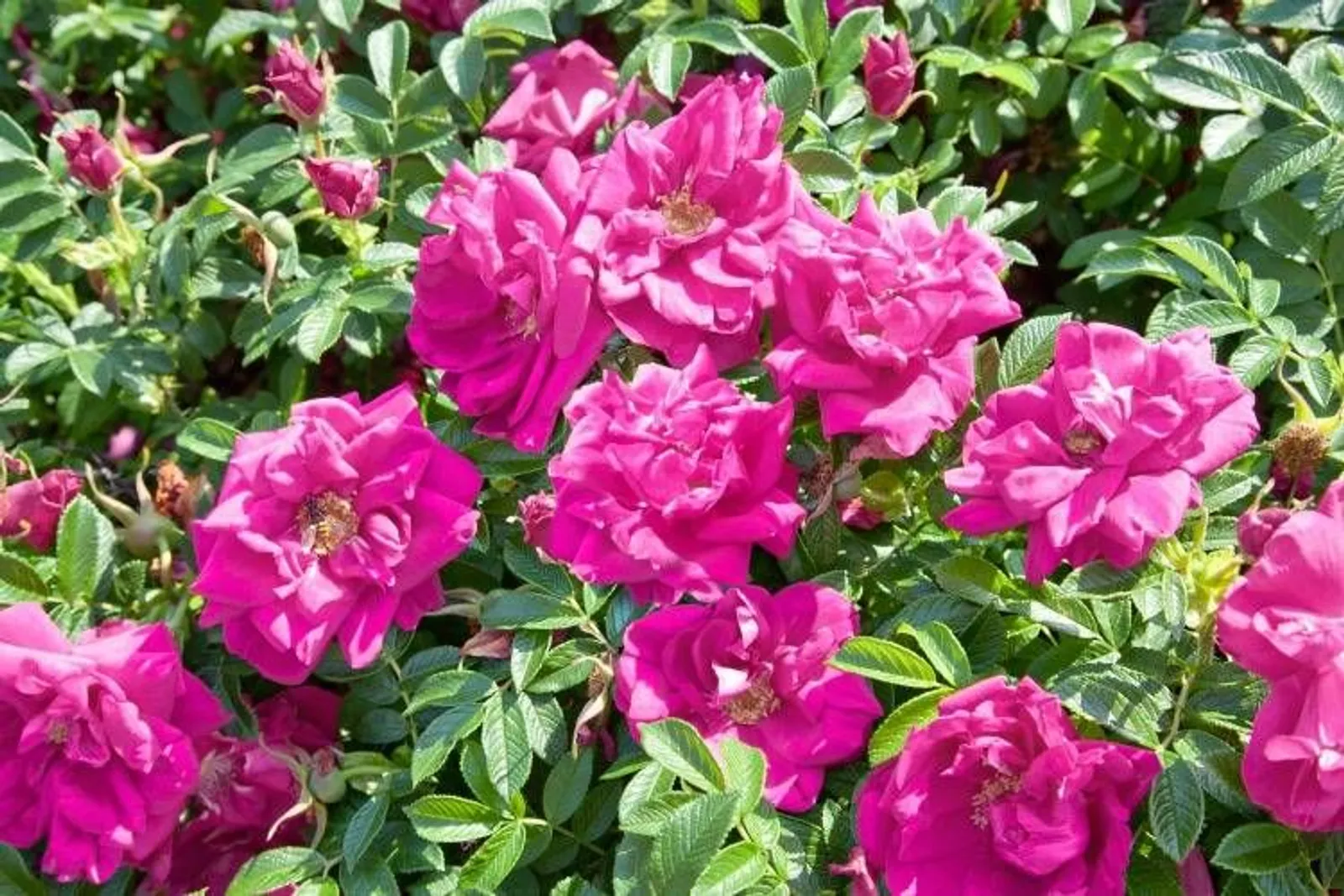 Rugosa-ros 'Hansa', 20-40 cm