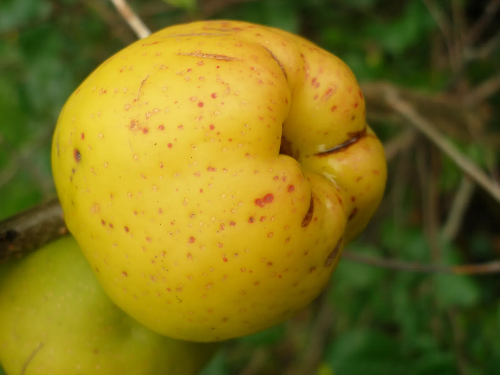Liten rosenkvitten BALSGÅRD RONDO® ('Rondo')