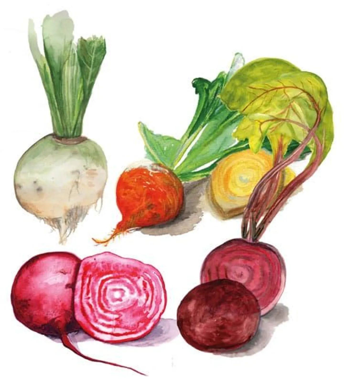 Rödbeta 'Rödbetsmix', Frö