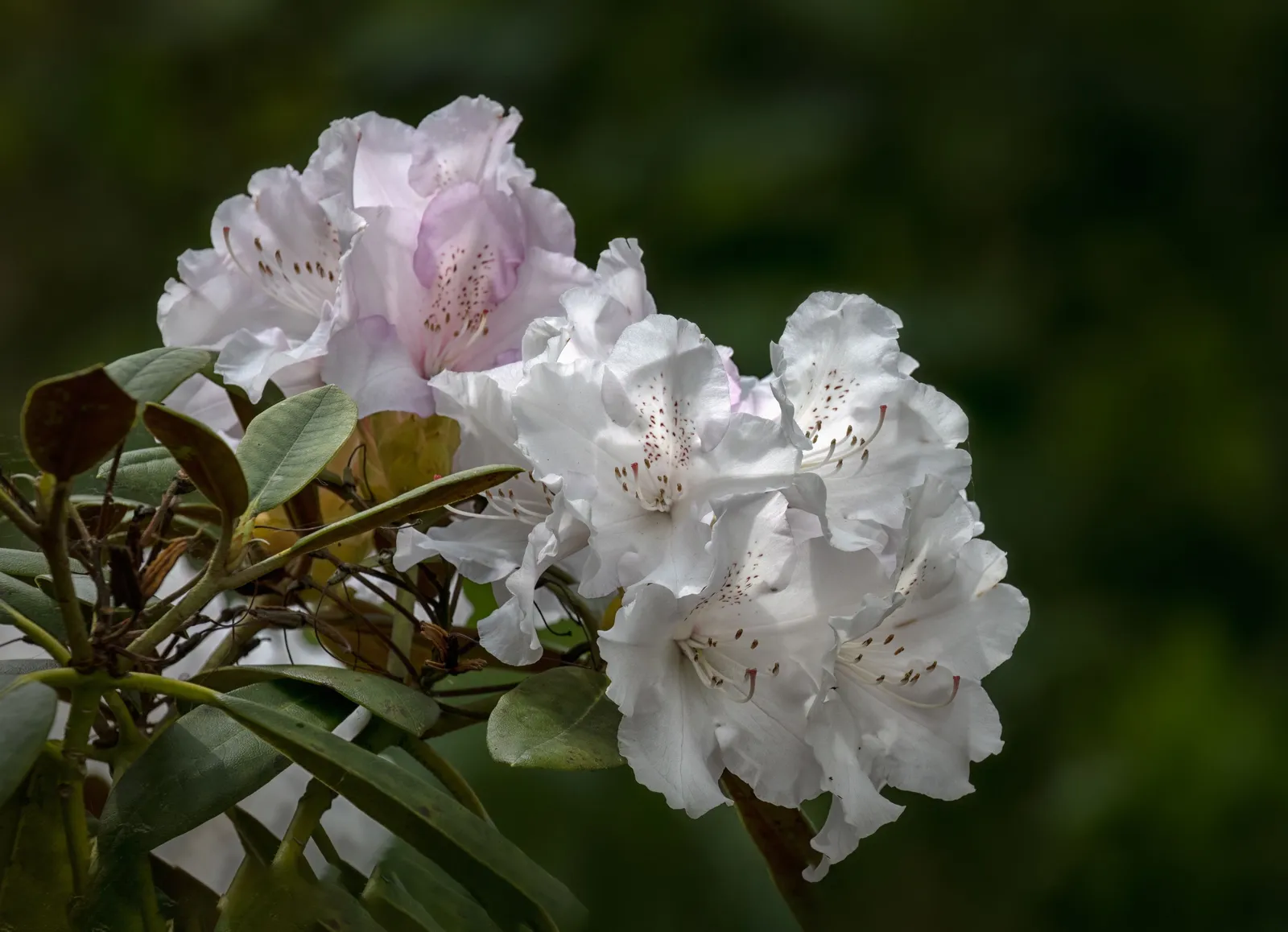 Yakushimanum-rododendron 'Schneekrone', 25-30 cm - miniatyr 5