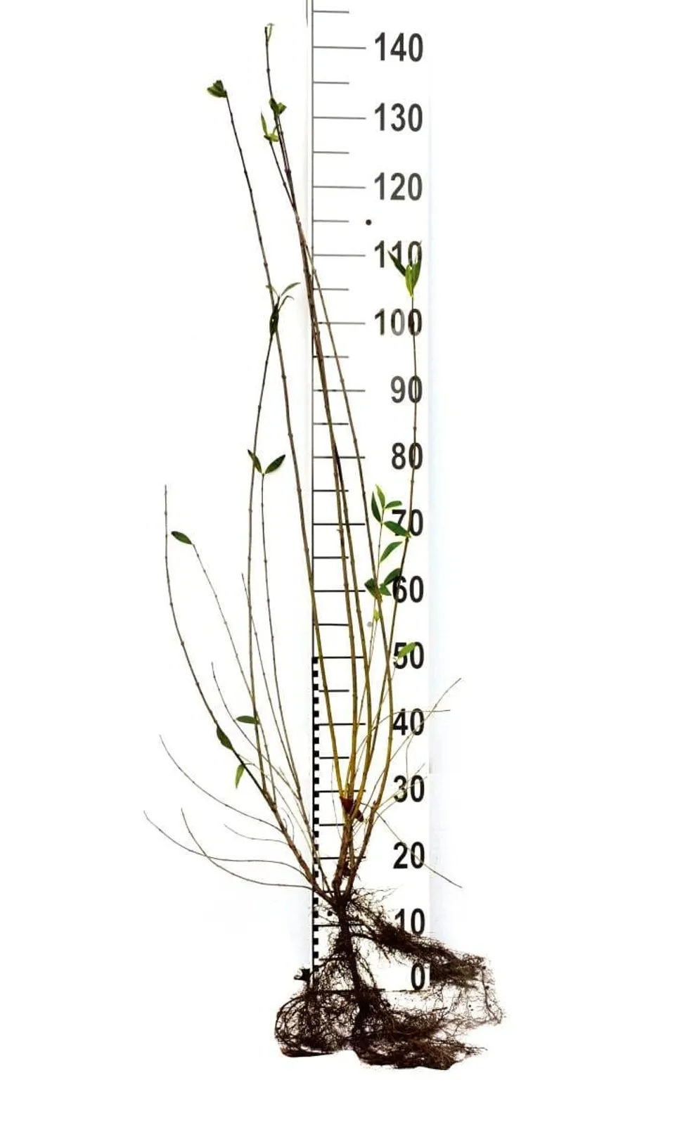 Vinterliguster 'Liga', 80-120 cm, Goliat — detalj 5