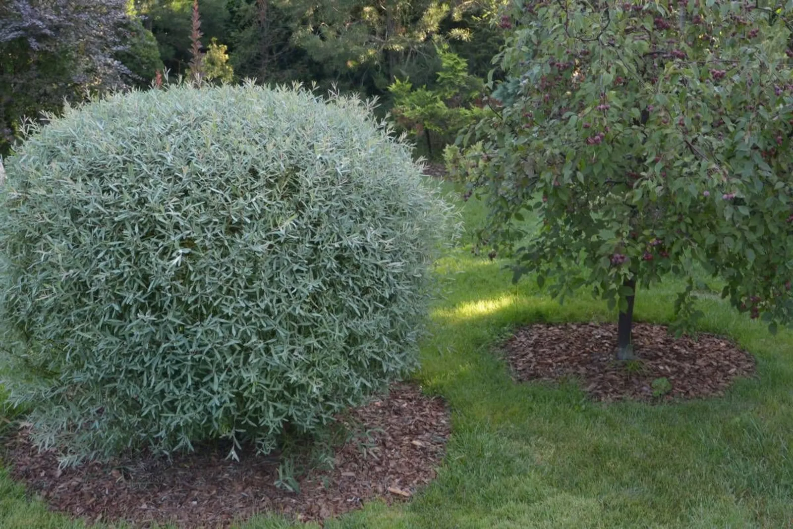 Litet rödvide 'Nana', 30-40 cm — närbild